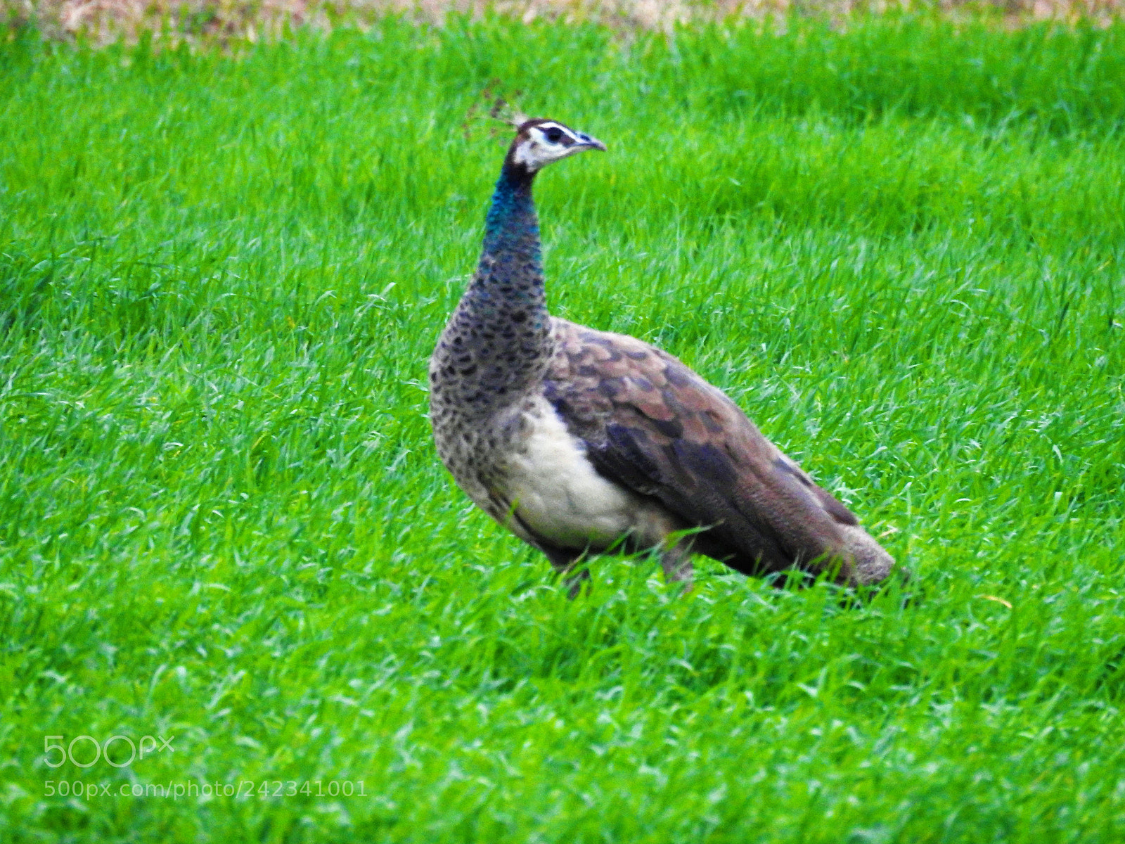 Nikon Coolpix P900 sample photo. Indian peafowl photography