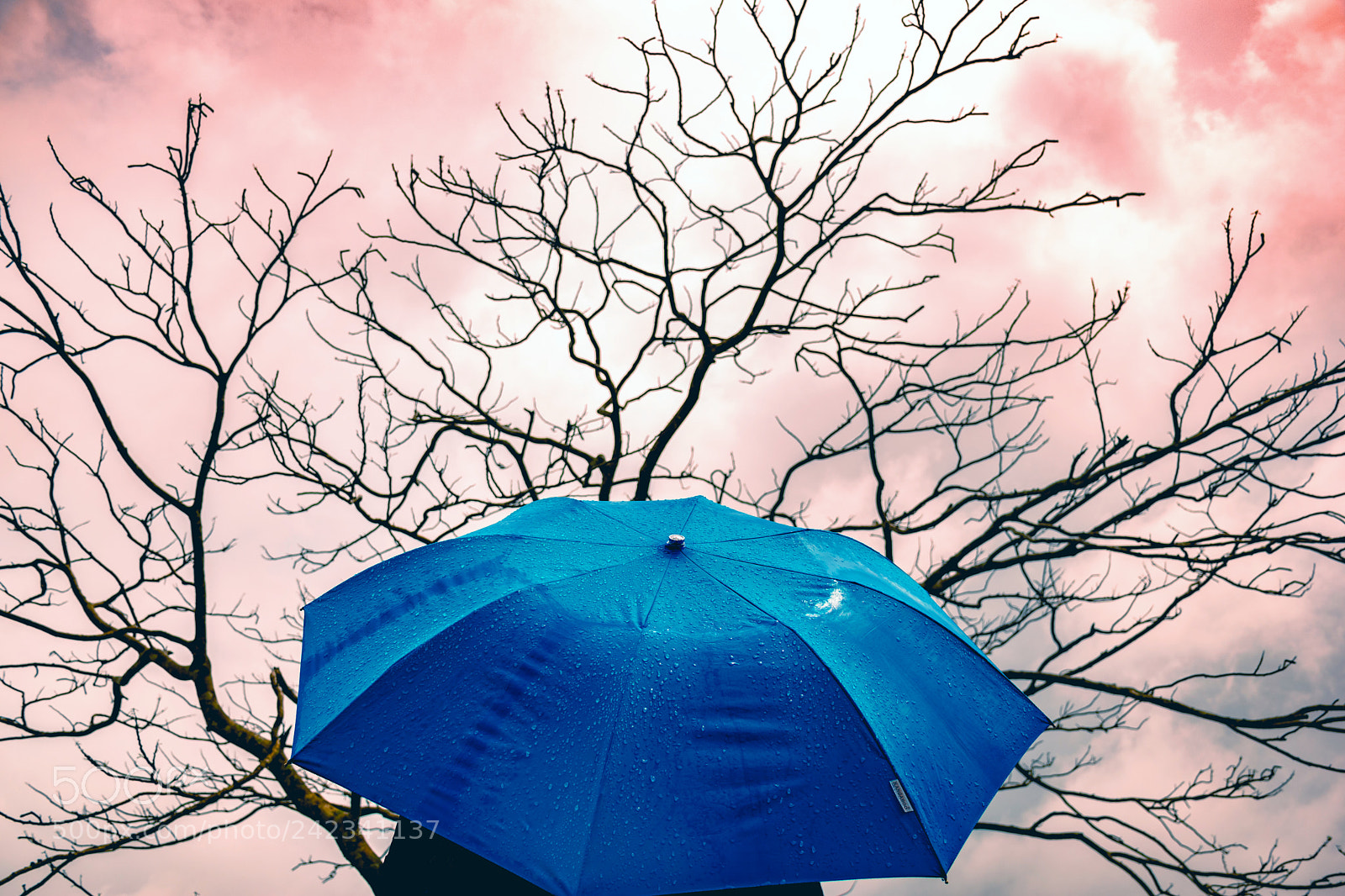 Nikon D5500 sample photo. Umbrella tree? photography