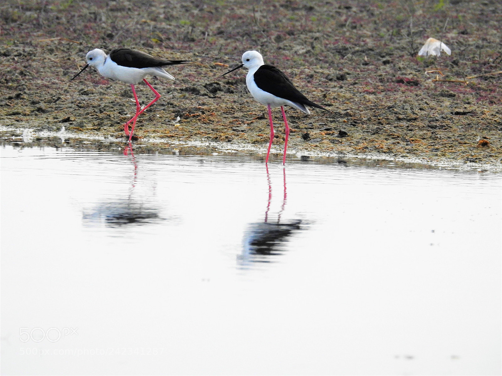 Nikon Coolpix P900 sample photo. Black-winged stilt photography