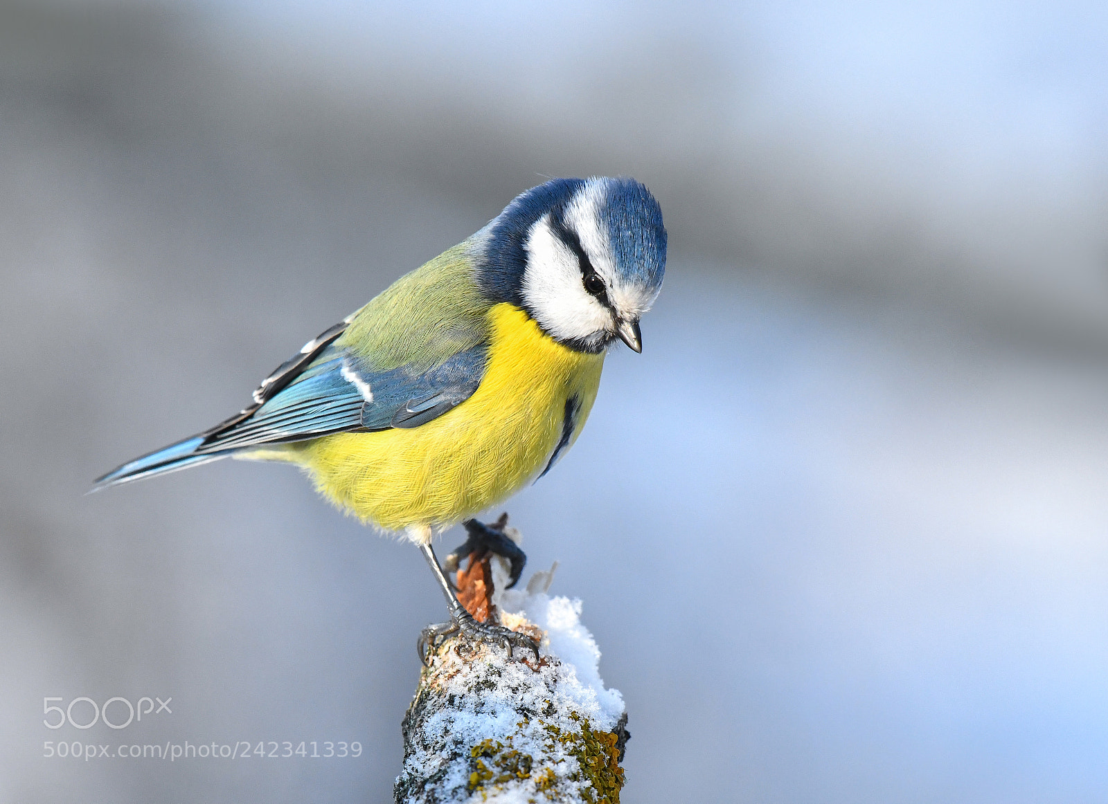 Nikon D850 sample photo. Blue tit photography