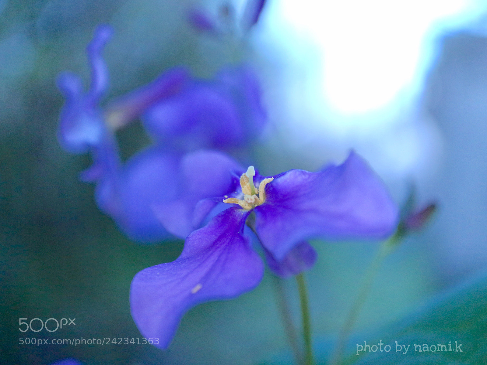 Canon EOS M10 sample photo. Flower photography
