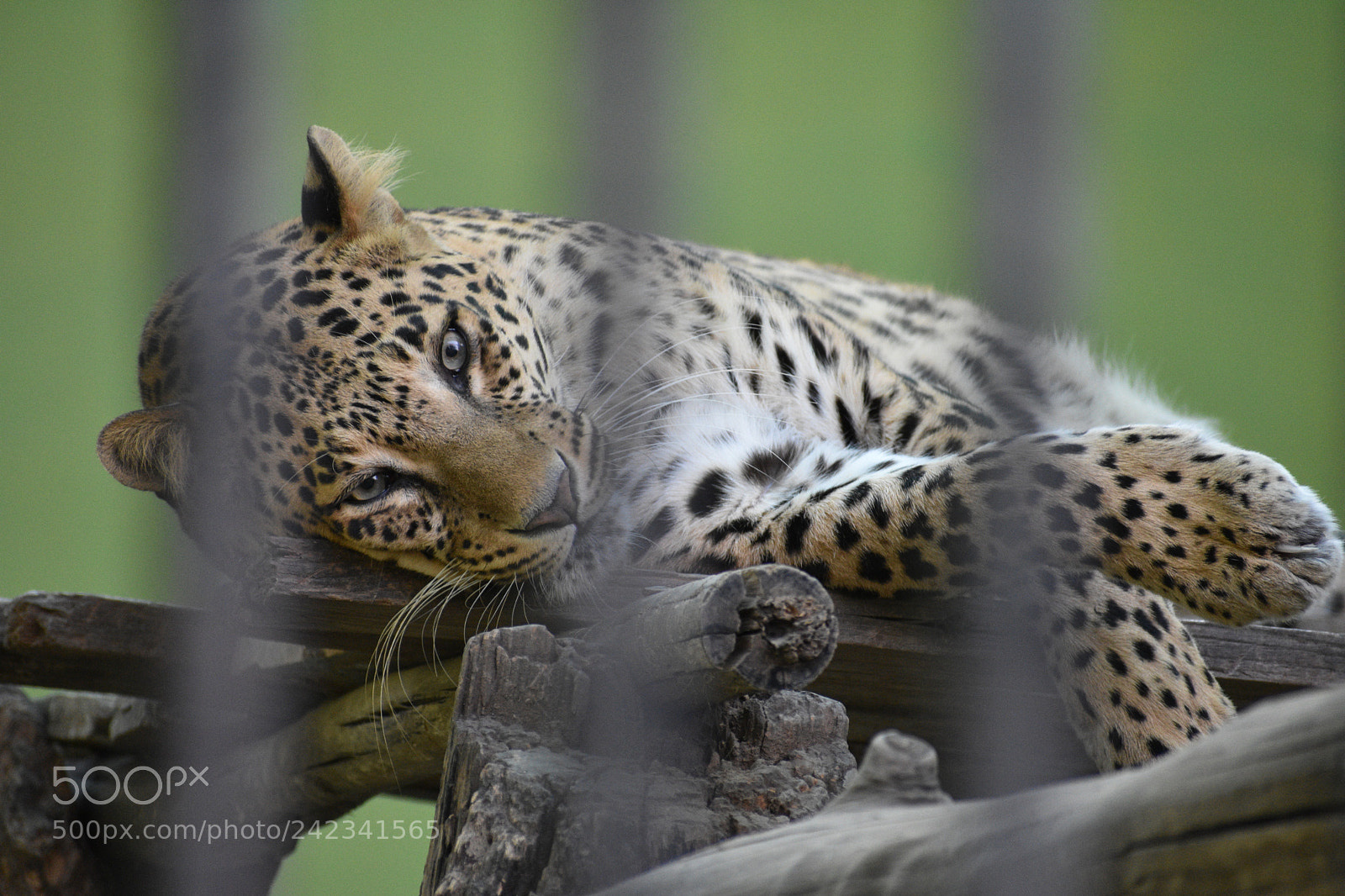Nikon D3400 sample photo. Leopard photography