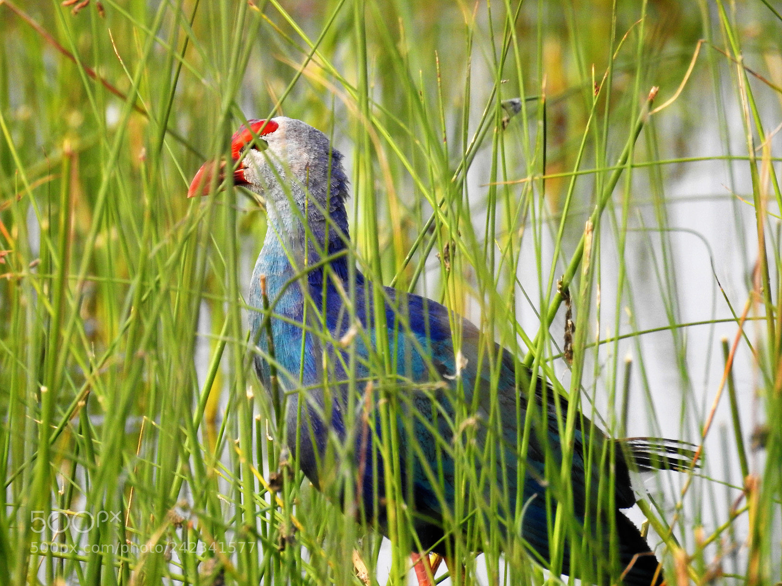 Nikon Coolpix P900 sample photo. Purple moorhen photography