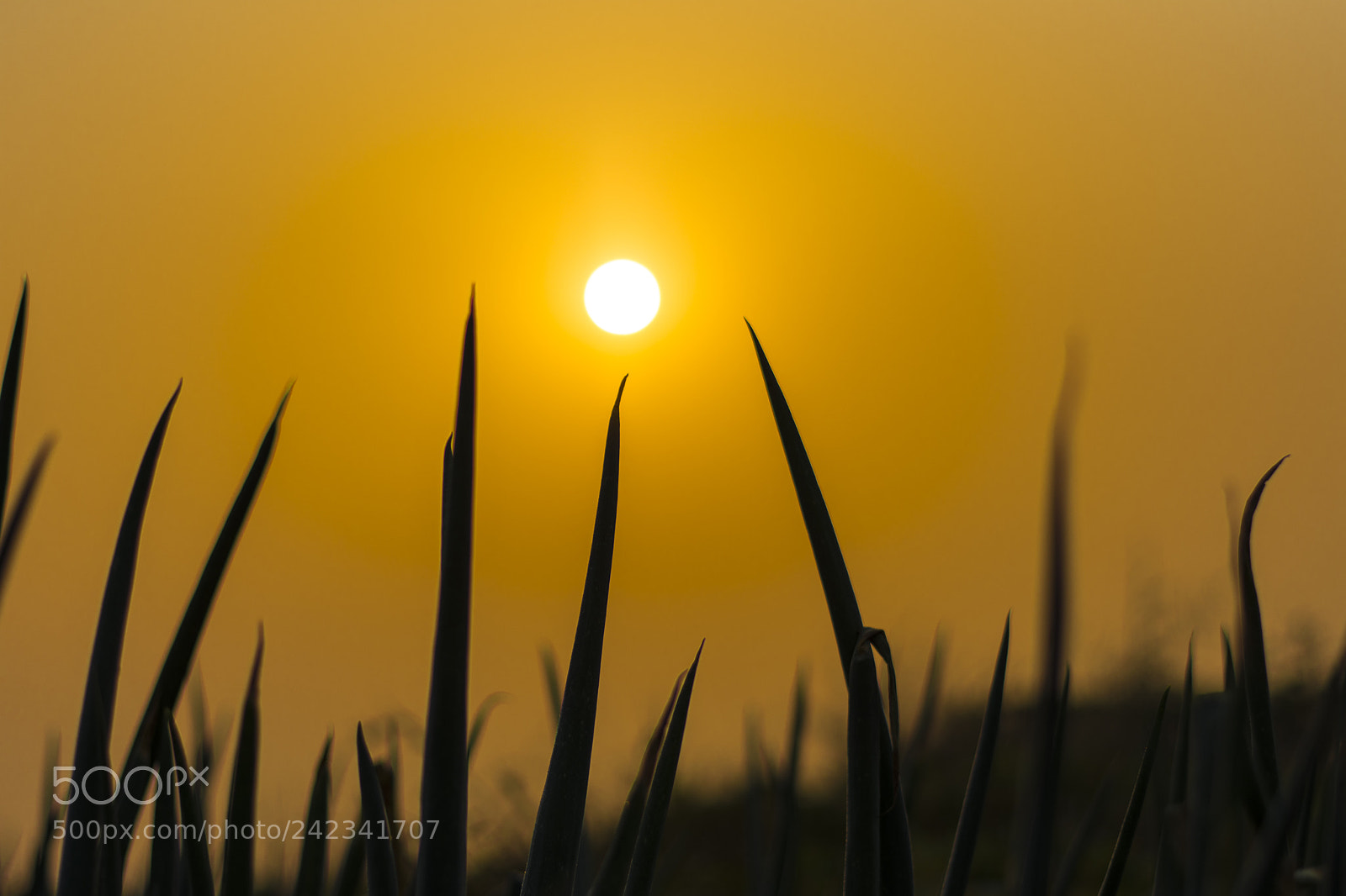 Nikon D7200 sample photo. Promising sun photography