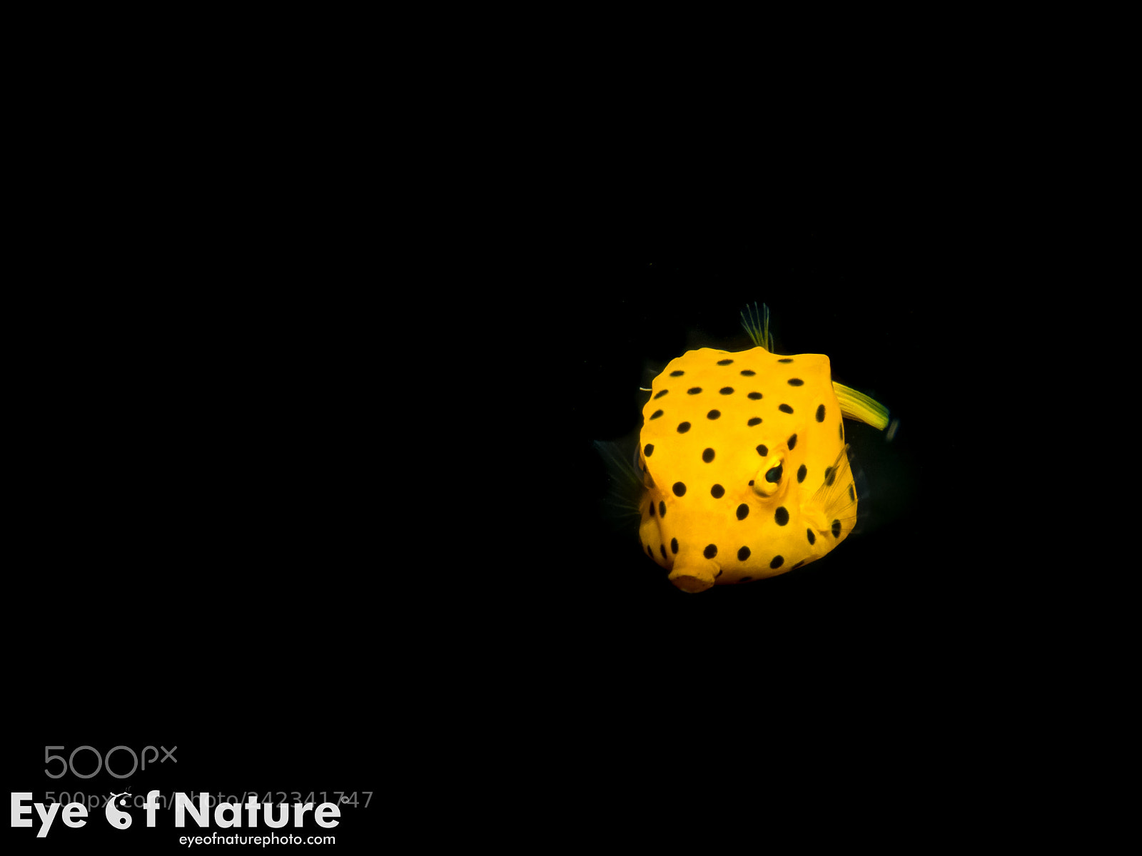 Olympus TG-4 sample photo. Yellow boxfish/ostracion cubicus photography