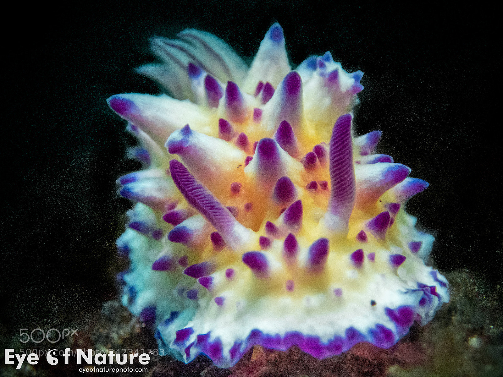 Olympus TG-4 sample photo. Multi-pustuled mexichromis/ mexichromis multituberculata photography