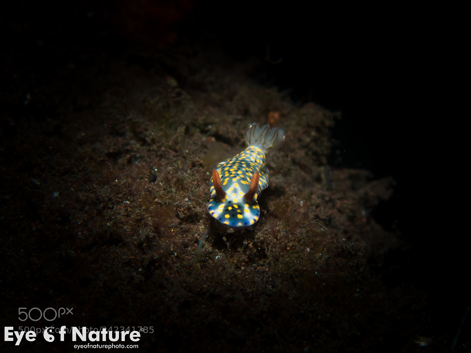 Olympus TG-4 sample photo. Painted hypselodoris/ hypeselodoris infucata photography
