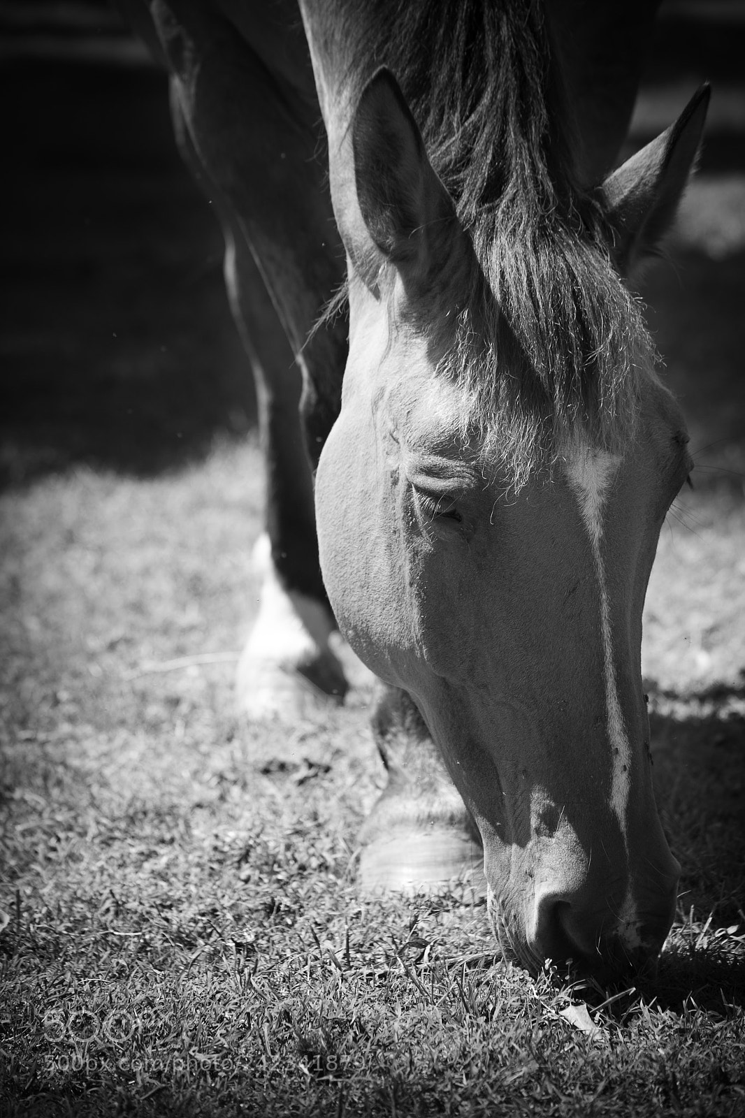 Nikon D7200 sample photo. Respite in the hot photography