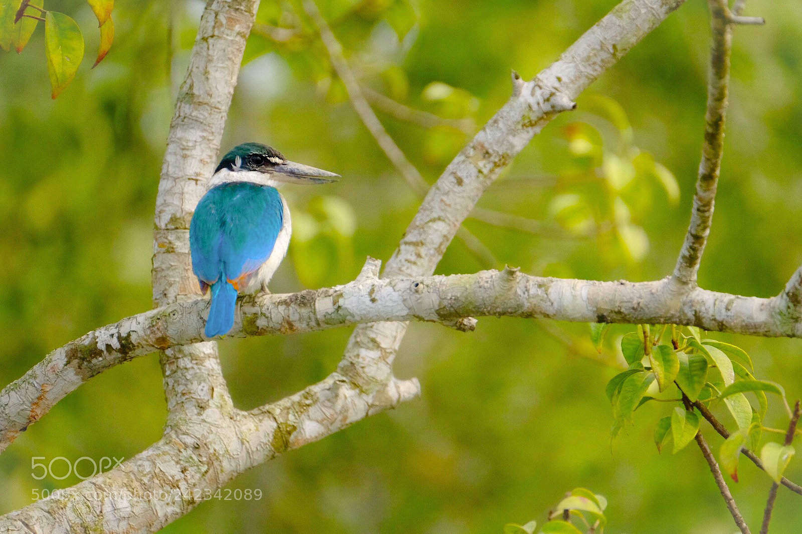 Fujifilm X-Pro2 sample photo. White collared kingfisher photography