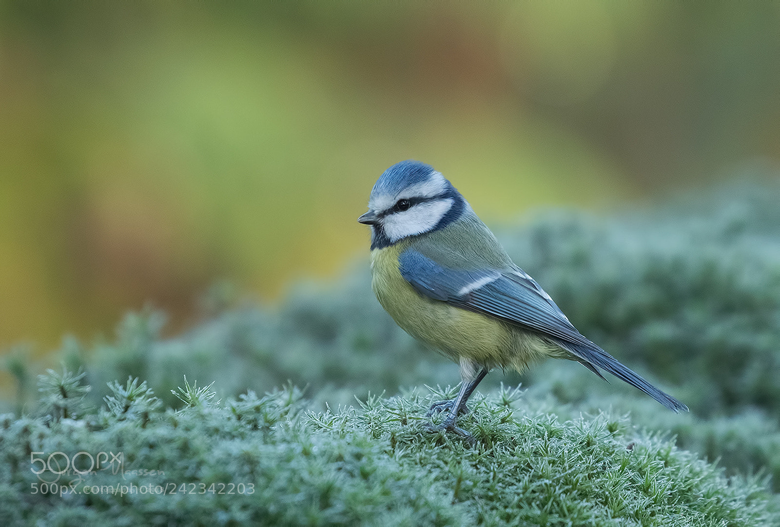 Canon EOS 7D Mark II sample photo. Blue tit. photography