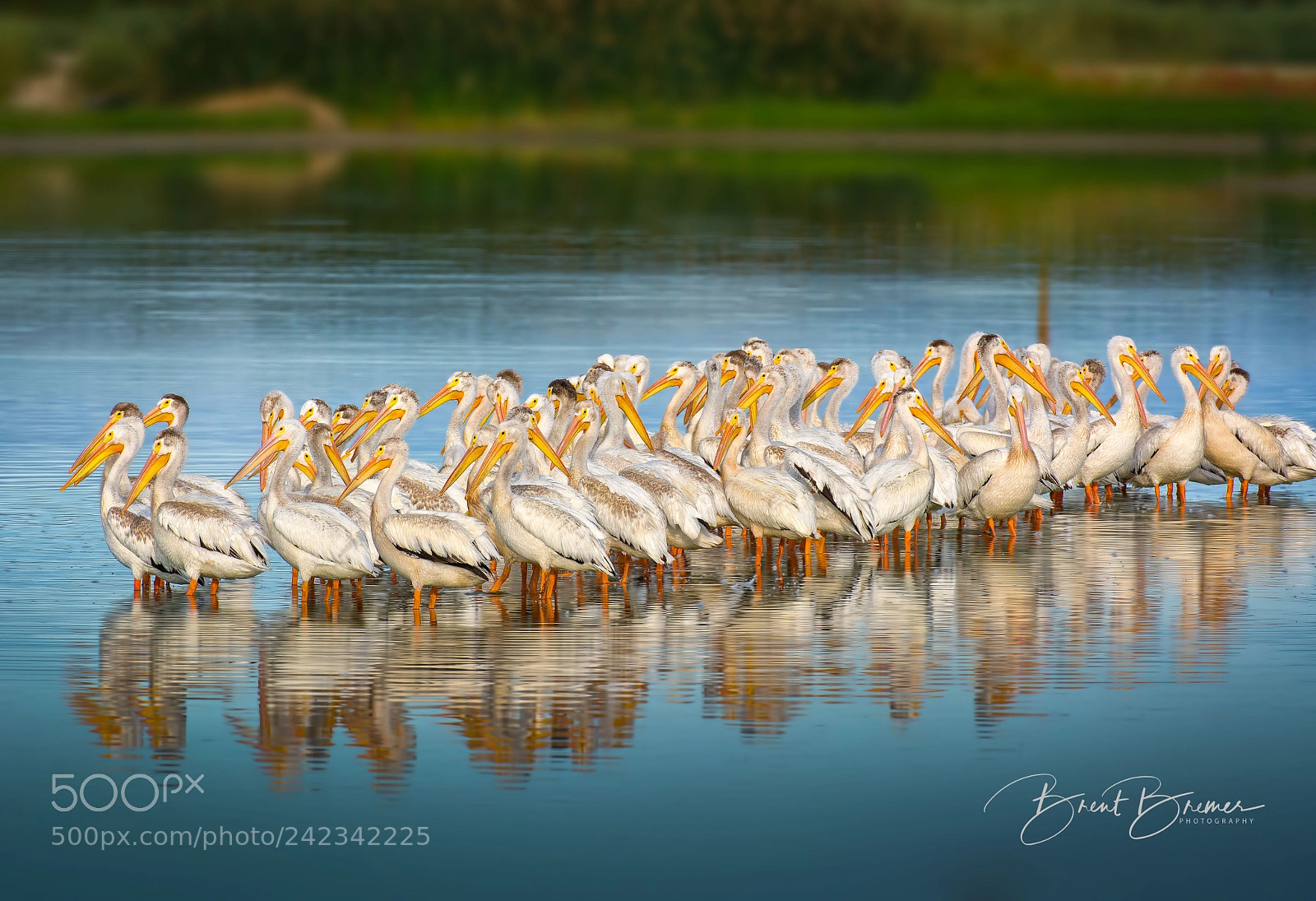 Nikon D7100 sample photo. American white pelicans at photography