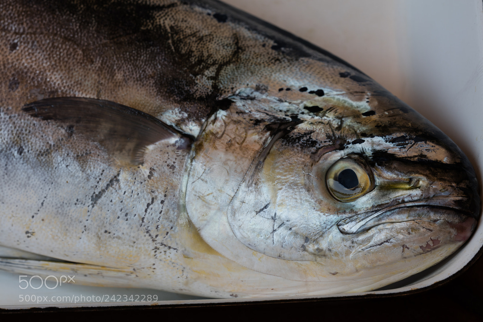 Canon EOS 5DS R sample photo. Lampuga in market photography