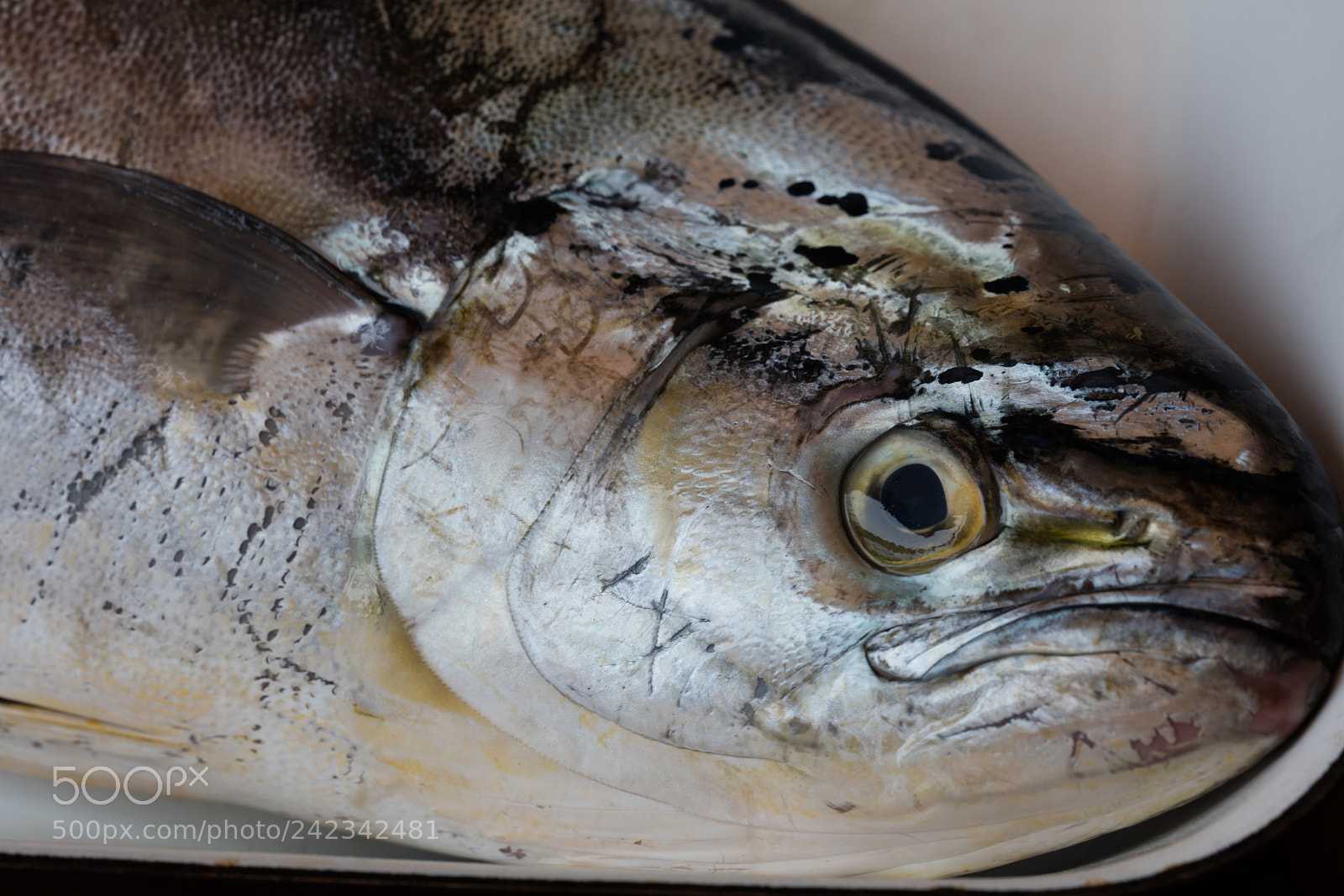 Canon EOS 5DS R sample photo. Lampuga in market photography