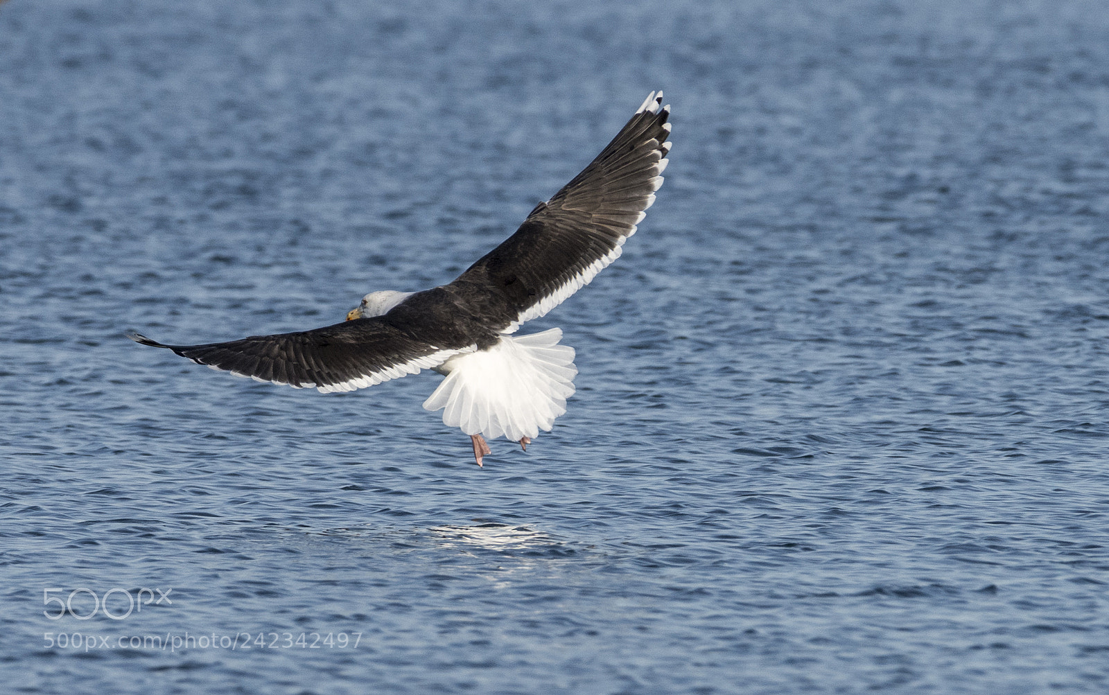 Nikon D810 sample photo. Gull photography
