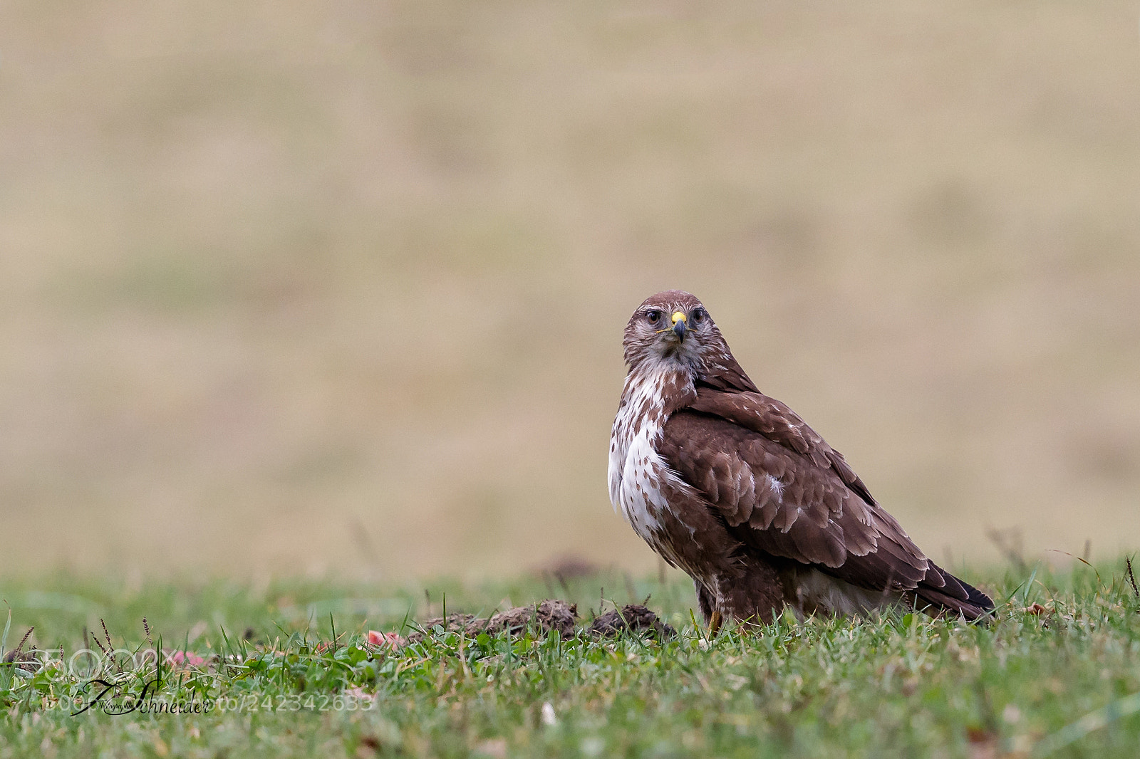 Canon EOS-1D X Mark II sample photo. Common buzzard photography