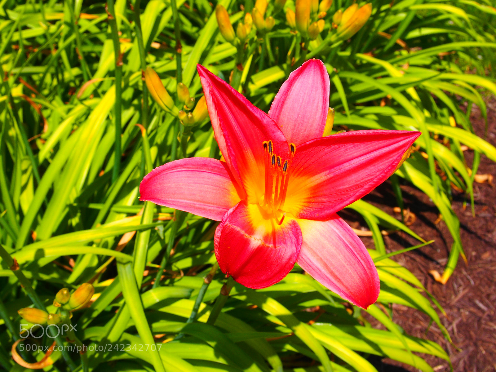 Olympus PEN E-PM2 sample photo. In bloom photography