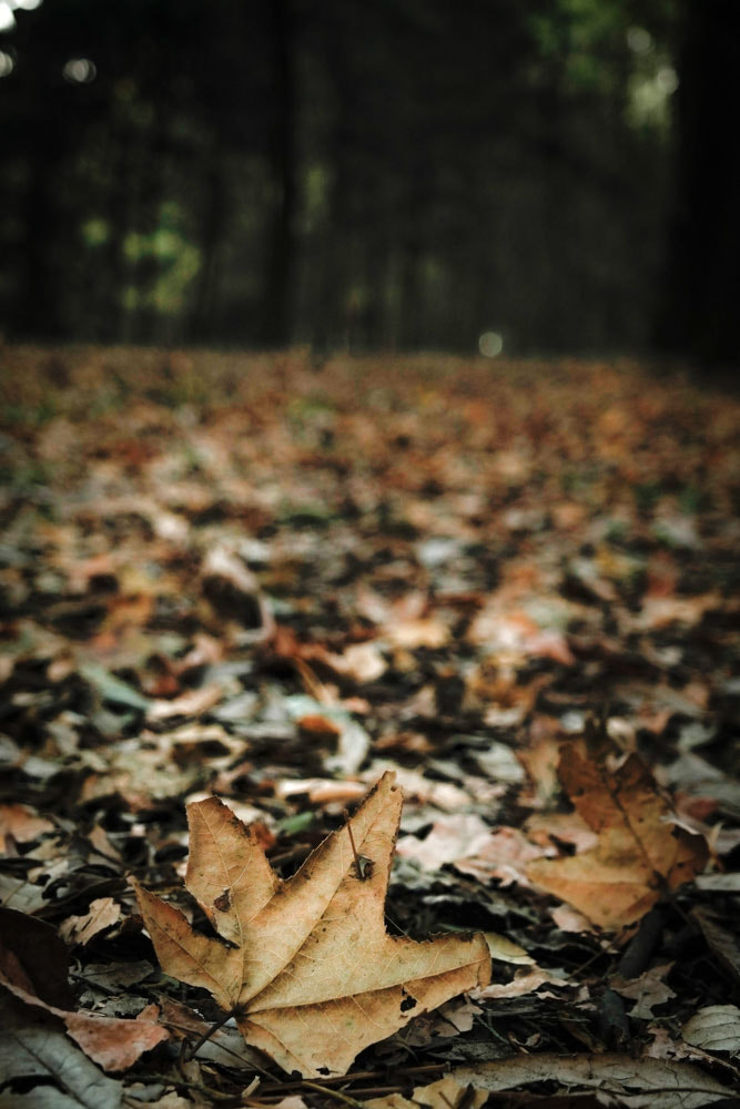 Samsung NX300M sample photo. Leaves photography
