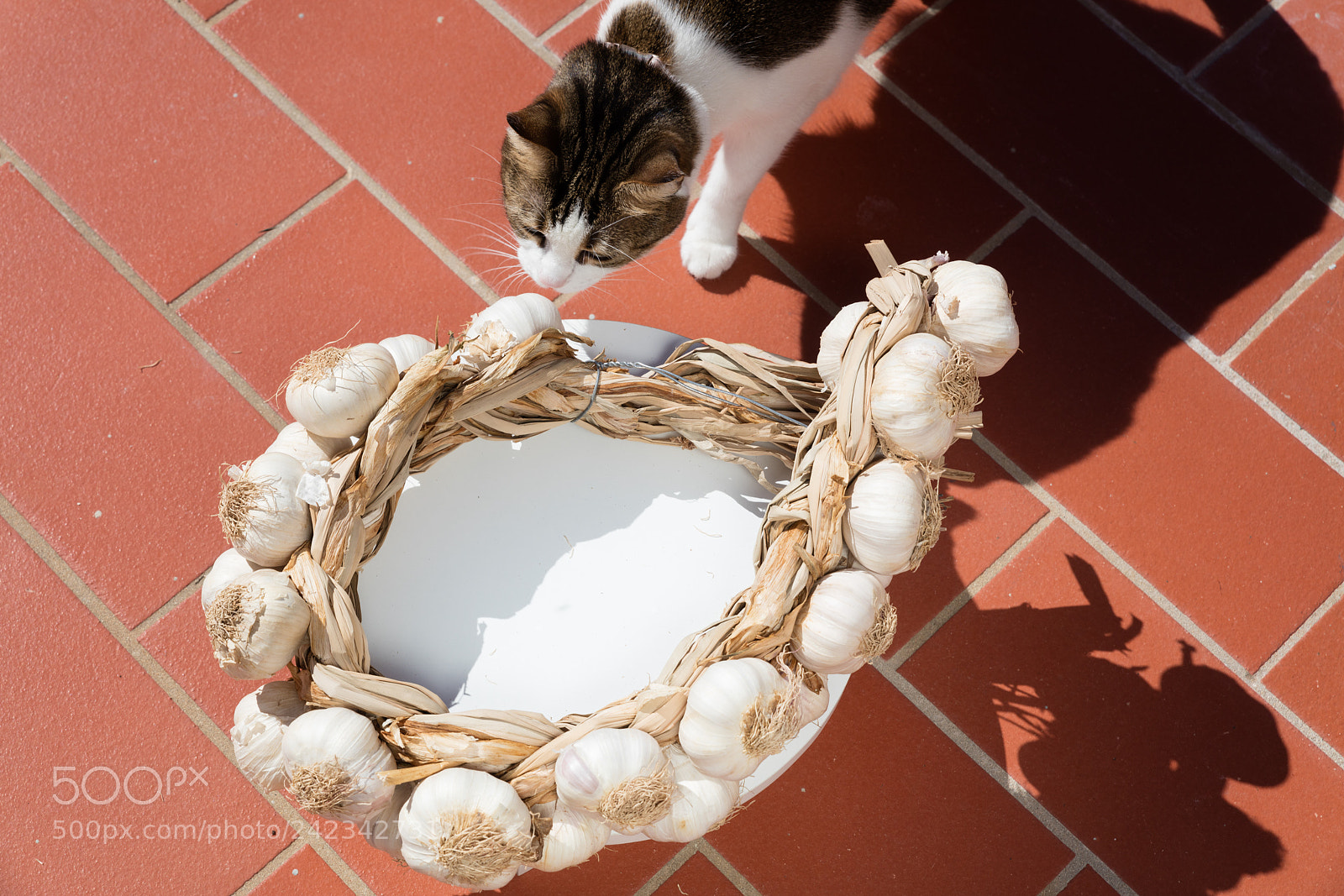 Canon EOS 5DS R sample photo. A garlic braid photography