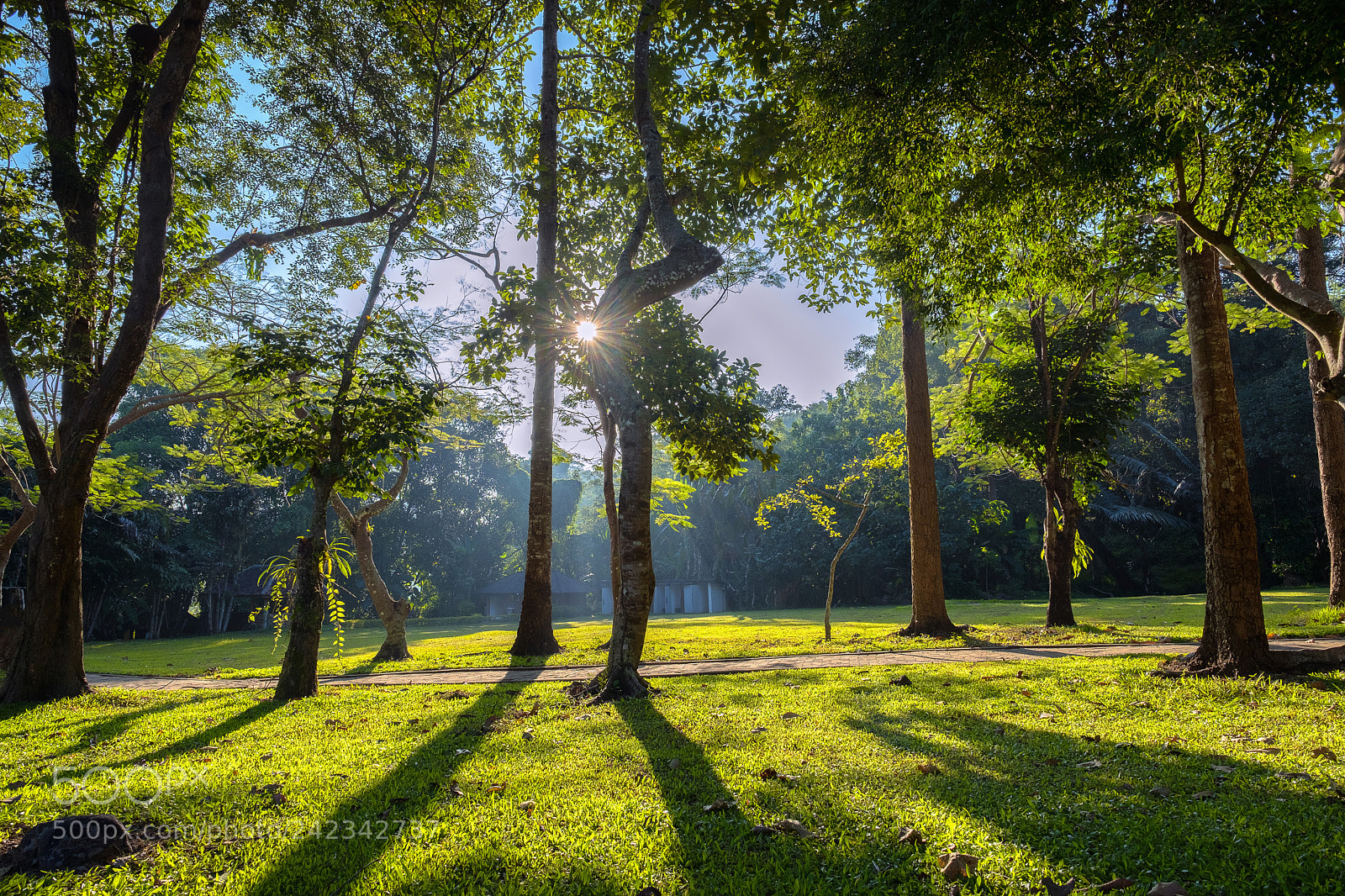 Fujifilm X-T2 sample photo. Looking sunlight into the photography