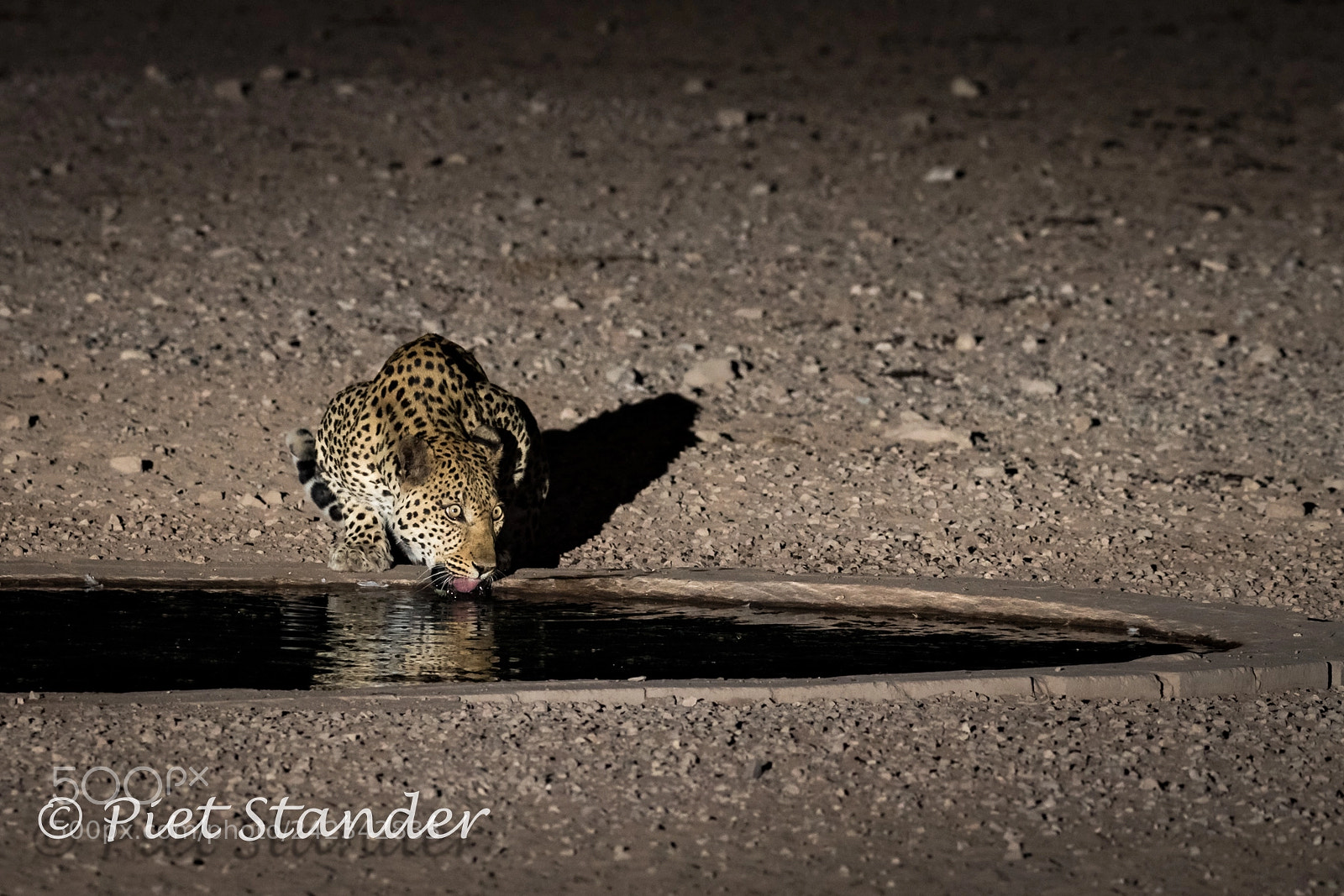 Canon EOS-1D X Mark II sample photo. Leopard photography