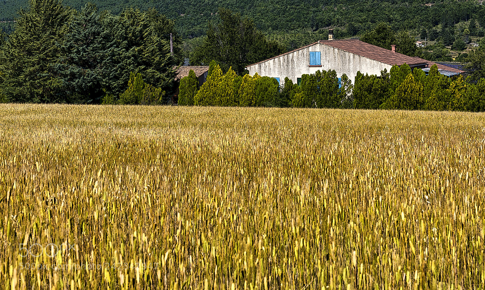 Nikon D800 sample photo. Summer wheat field in photography