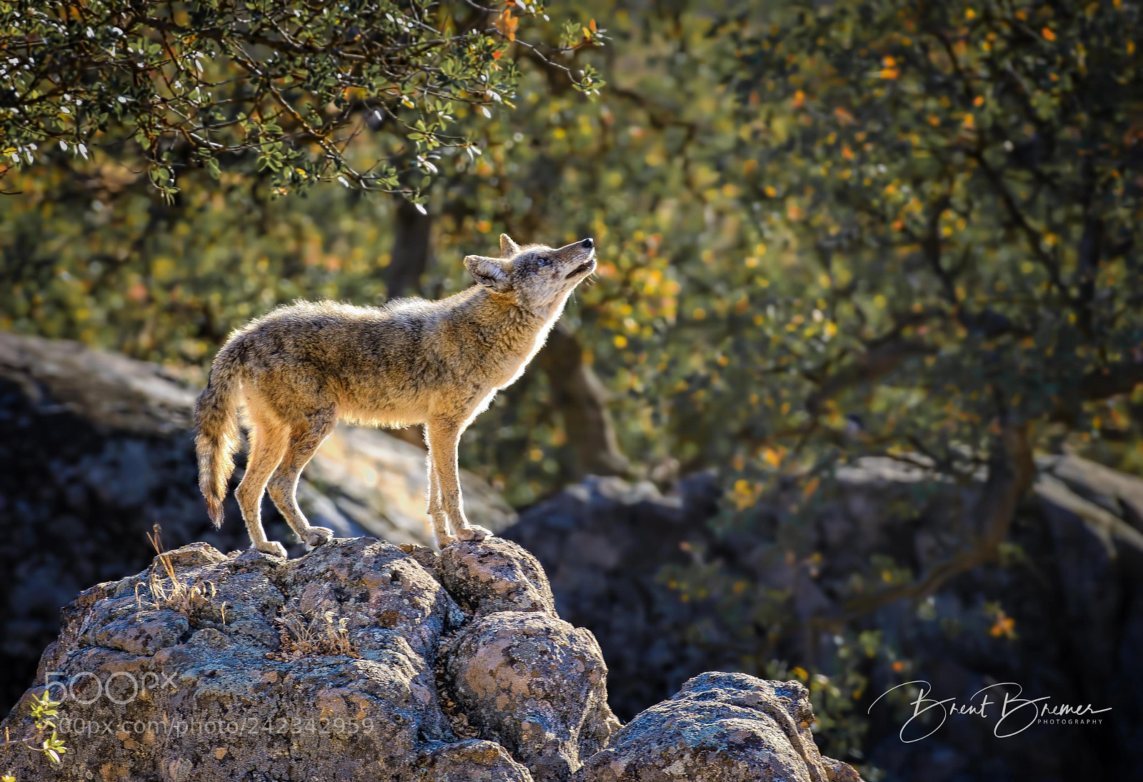 Nikon D7100 sample photo. Early morning coyote photography
