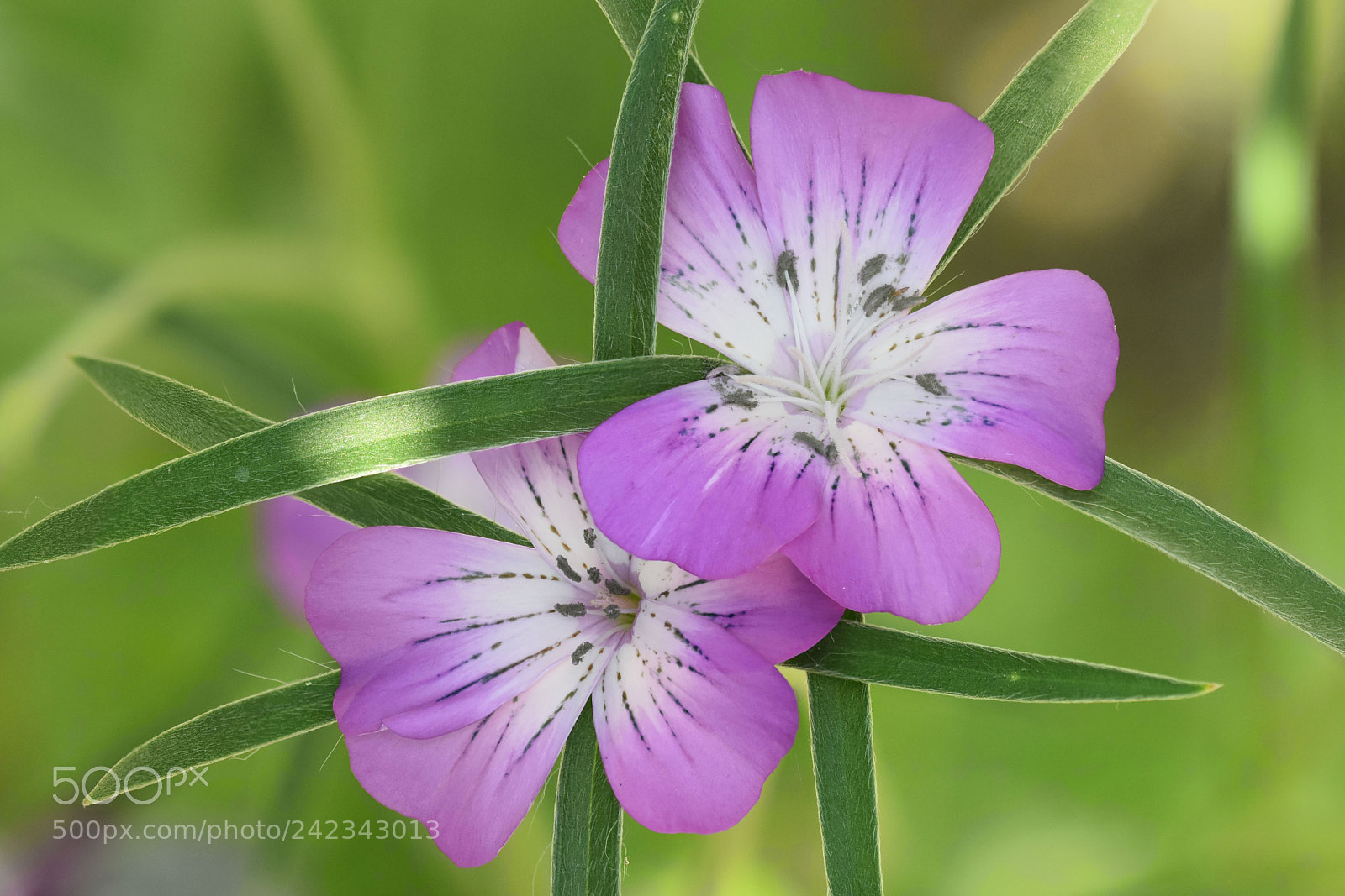 Nikon D7200 sample photo. Agrostemma githago photography