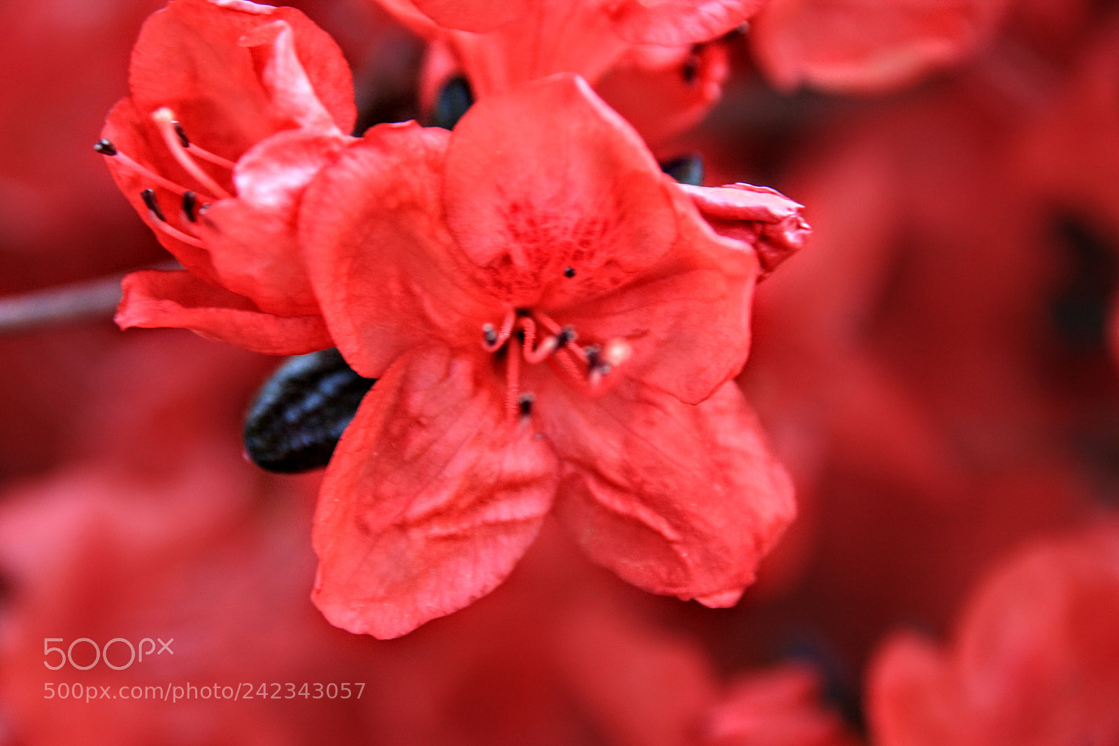 Canon EOS 700D (EOS Rebel T5i / EOS Kiss X7i) sample photo. First blooms photography