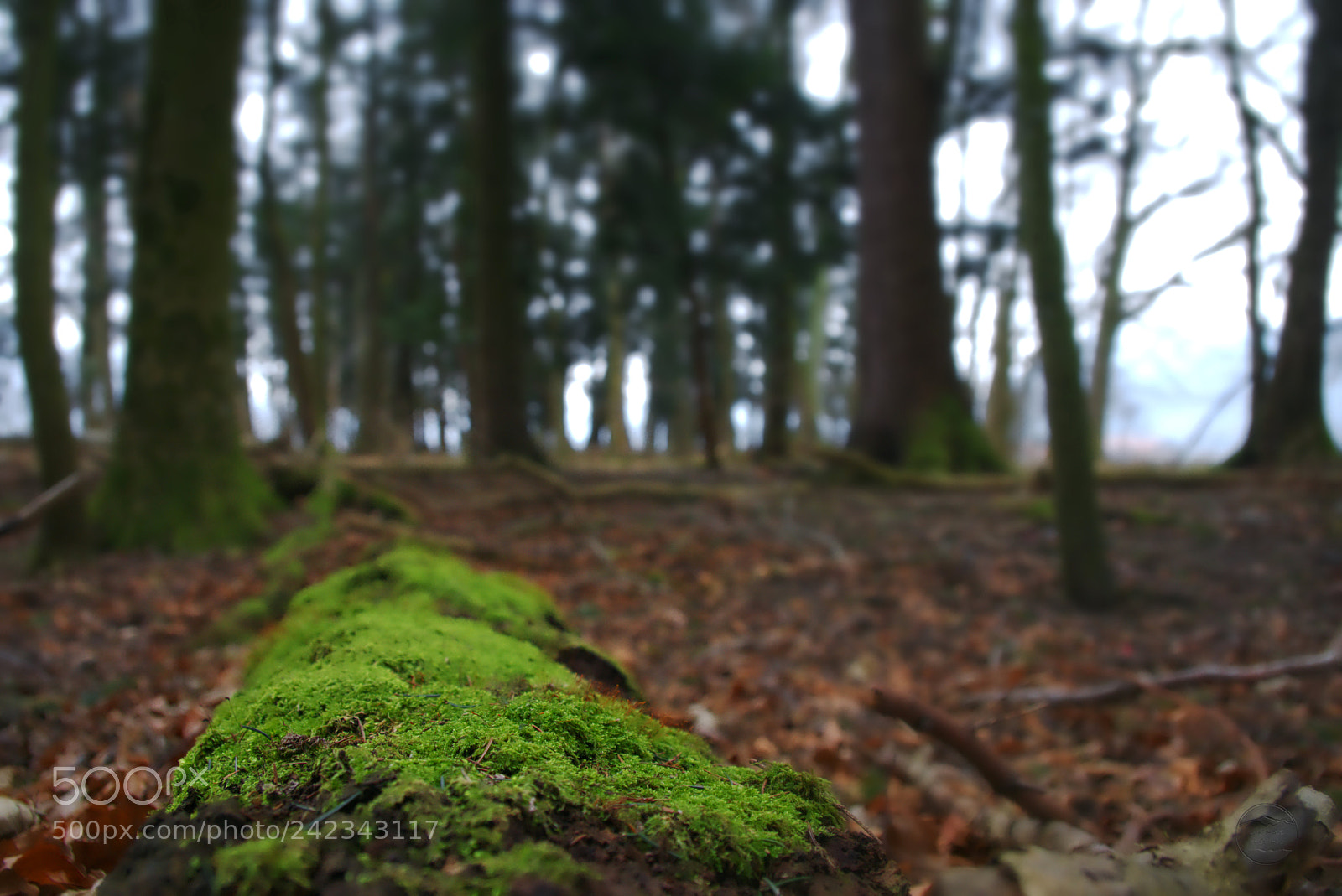 Sony ILCA-77M2 sample photo. Woods photography