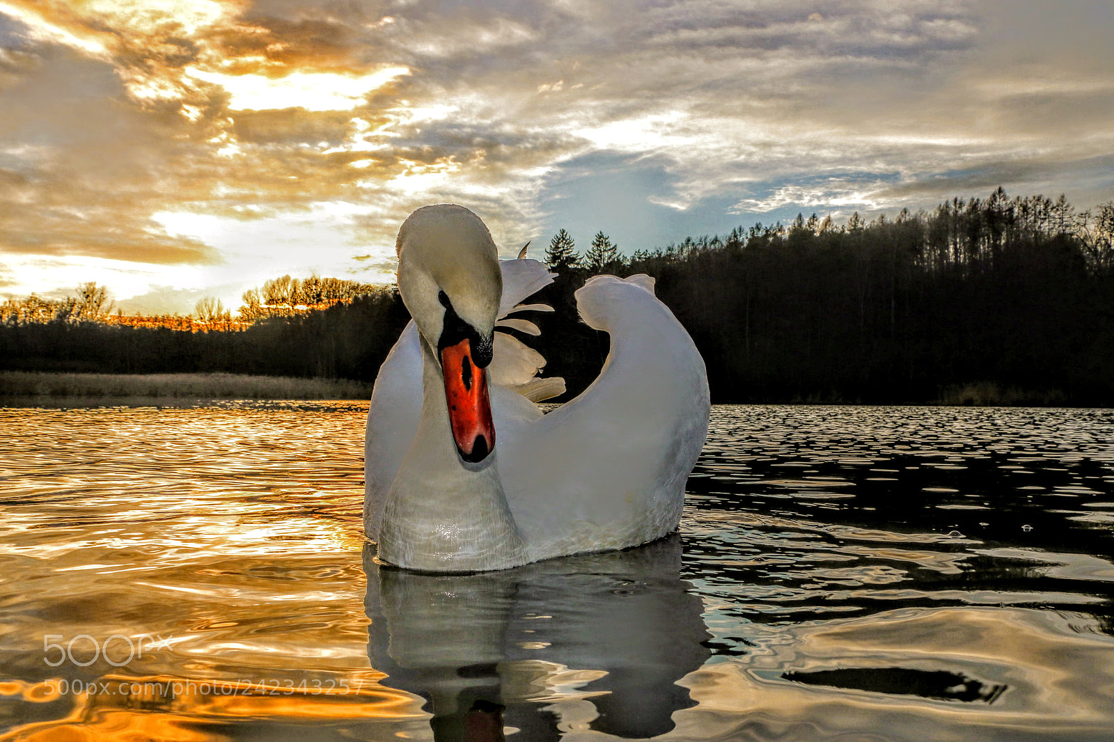 Canon EOS 70D sample photo. Swan saturday w boddy photography
