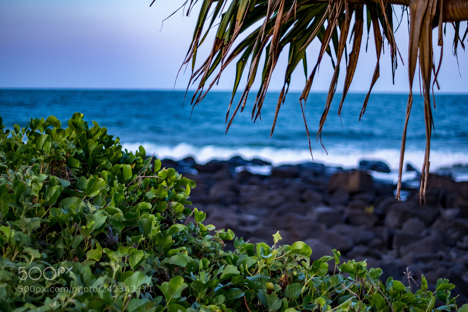 Fujifilm X-E1 sample photo. Beach lettuce photography