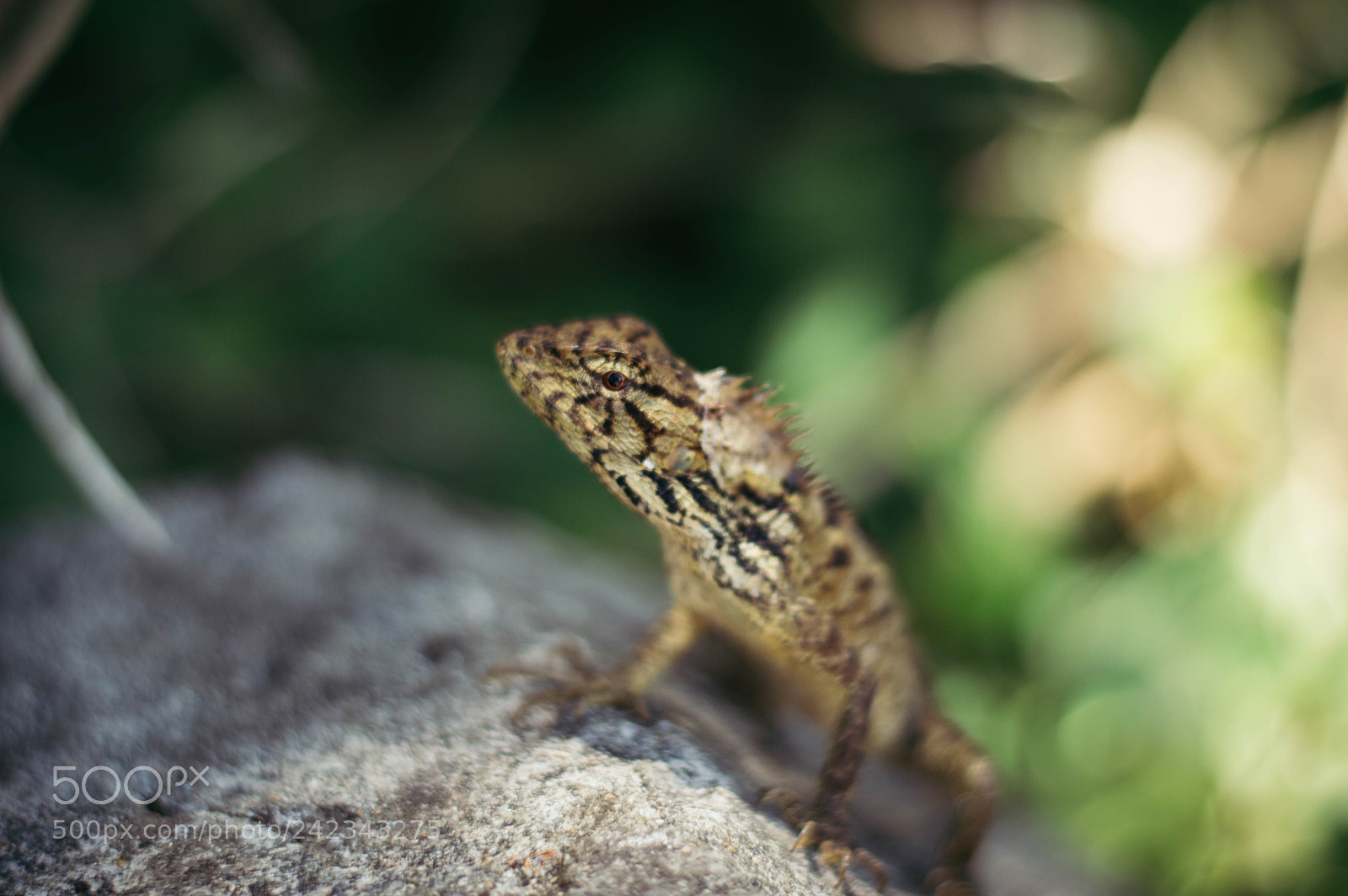 Nikon D3200 sample photo. Lizard photography