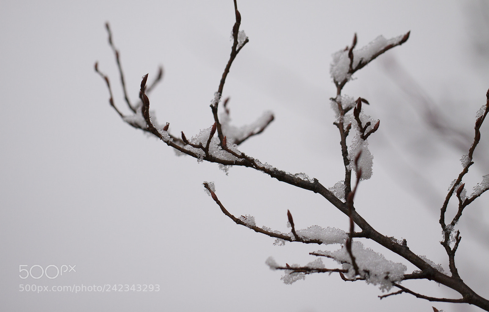 Canon EOS 50D sample photo. Winter photography