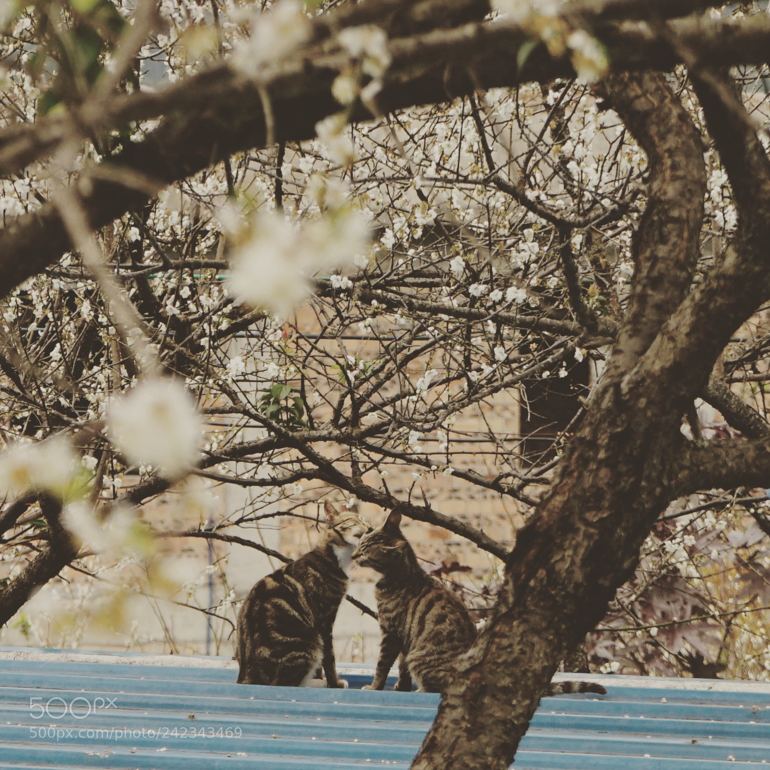 Sony a7 II sample photo. Cat photography