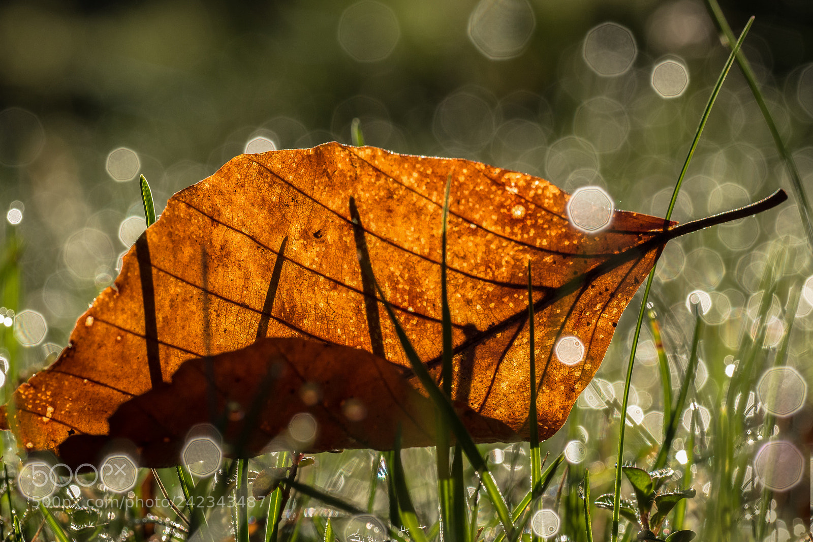 Olympus OM-D E-M5 II sample photo. Remains of autumn photography