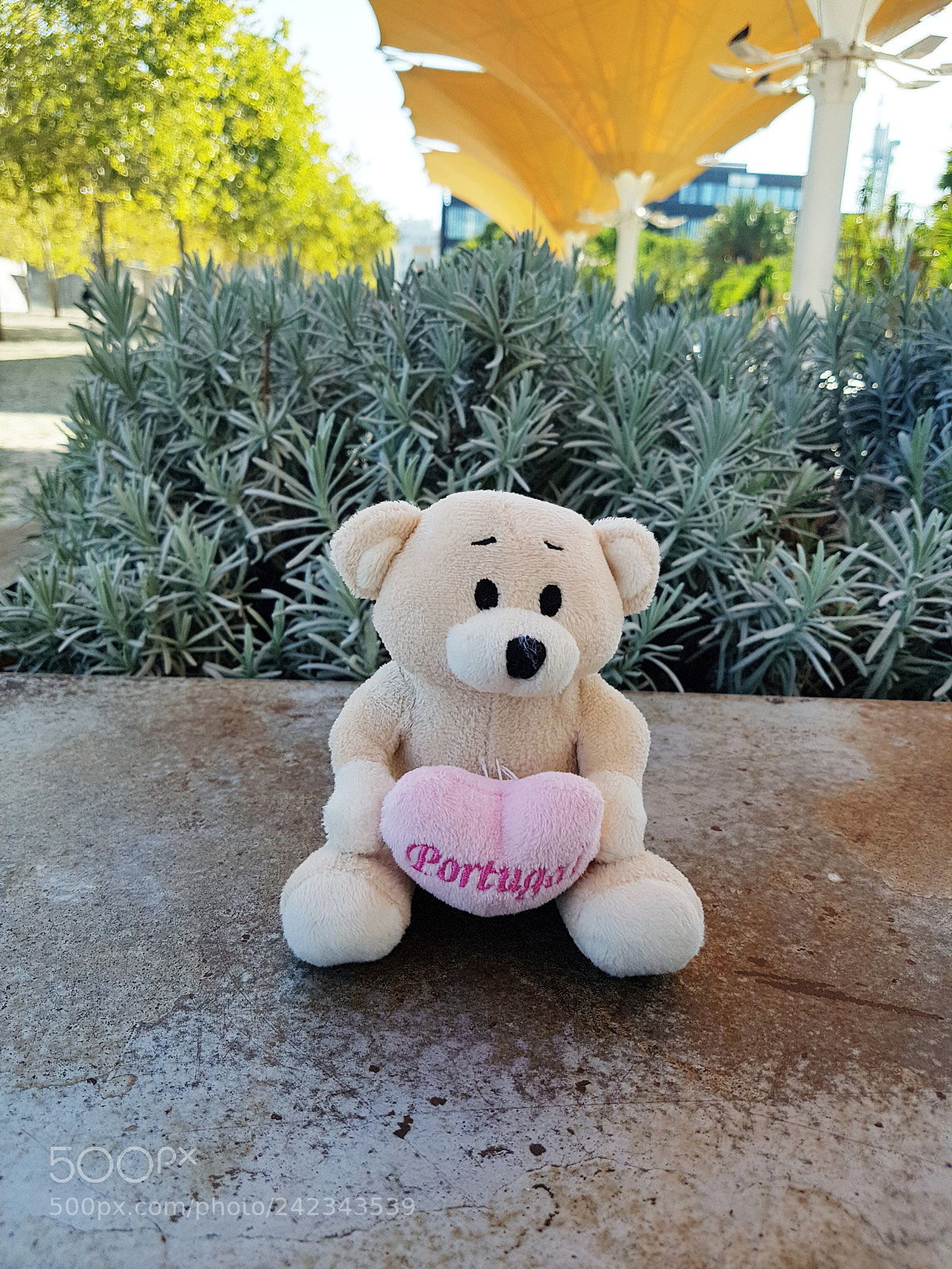 Samsung Galaxy S7 Edge sample photo. Soft bear photography