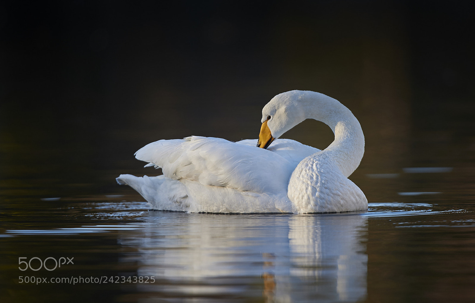 Nikon D3S sample photo. Wooper swan photography