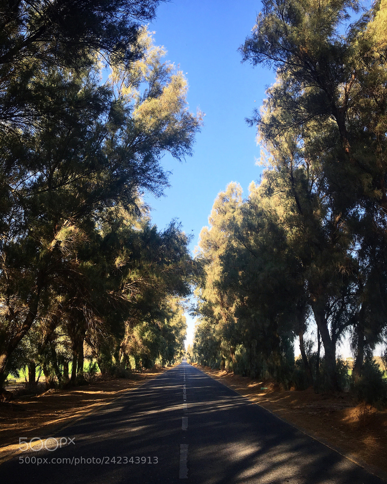 Apple iPhone 6s sample photo. In kuwait. photography