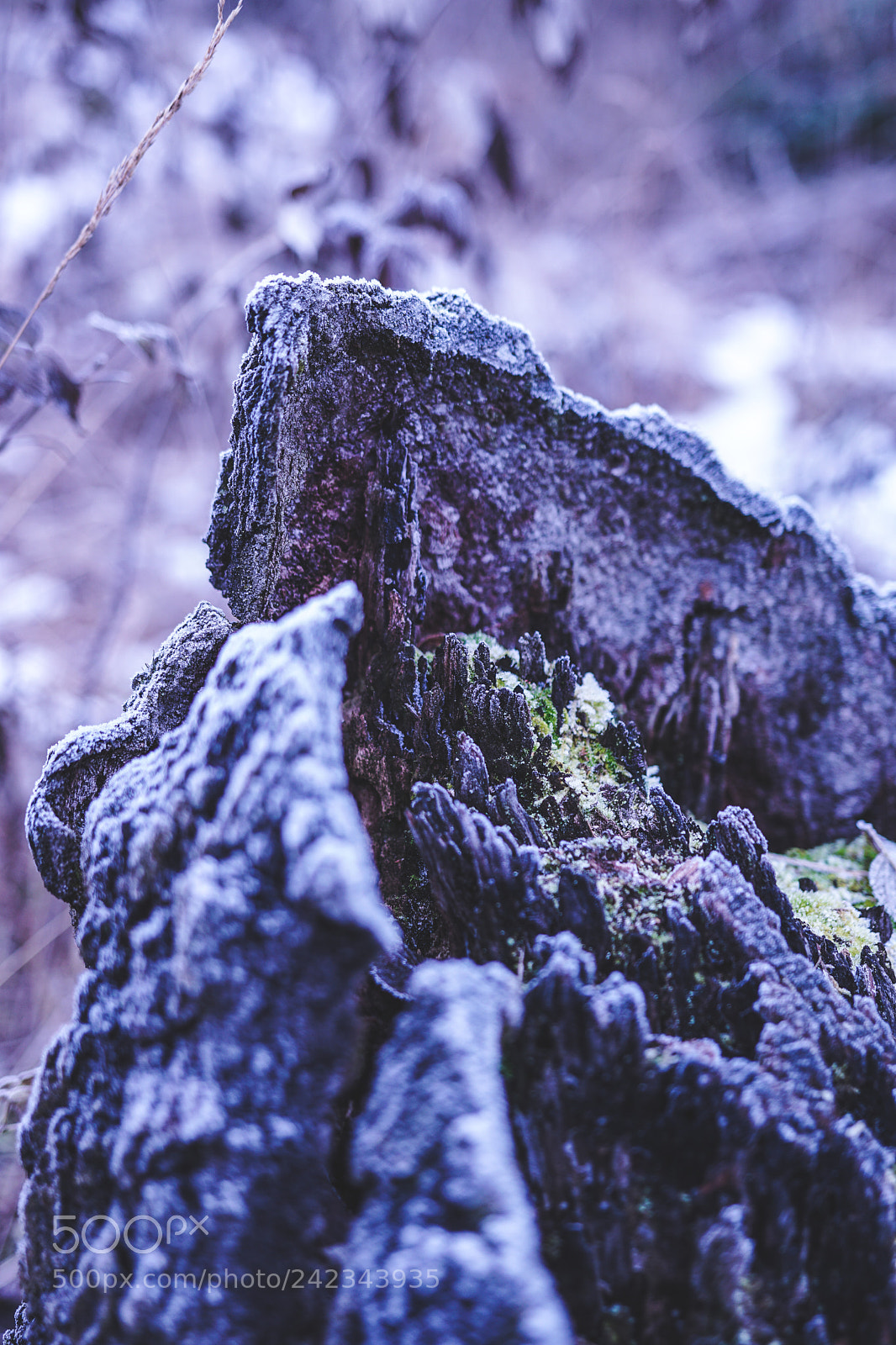 Sony a6300 sample photo. Frozen nature. photography