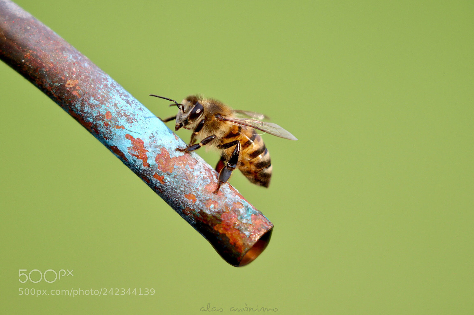 Canon EOS 7D Mark II sample photo. Bee... happy! photography