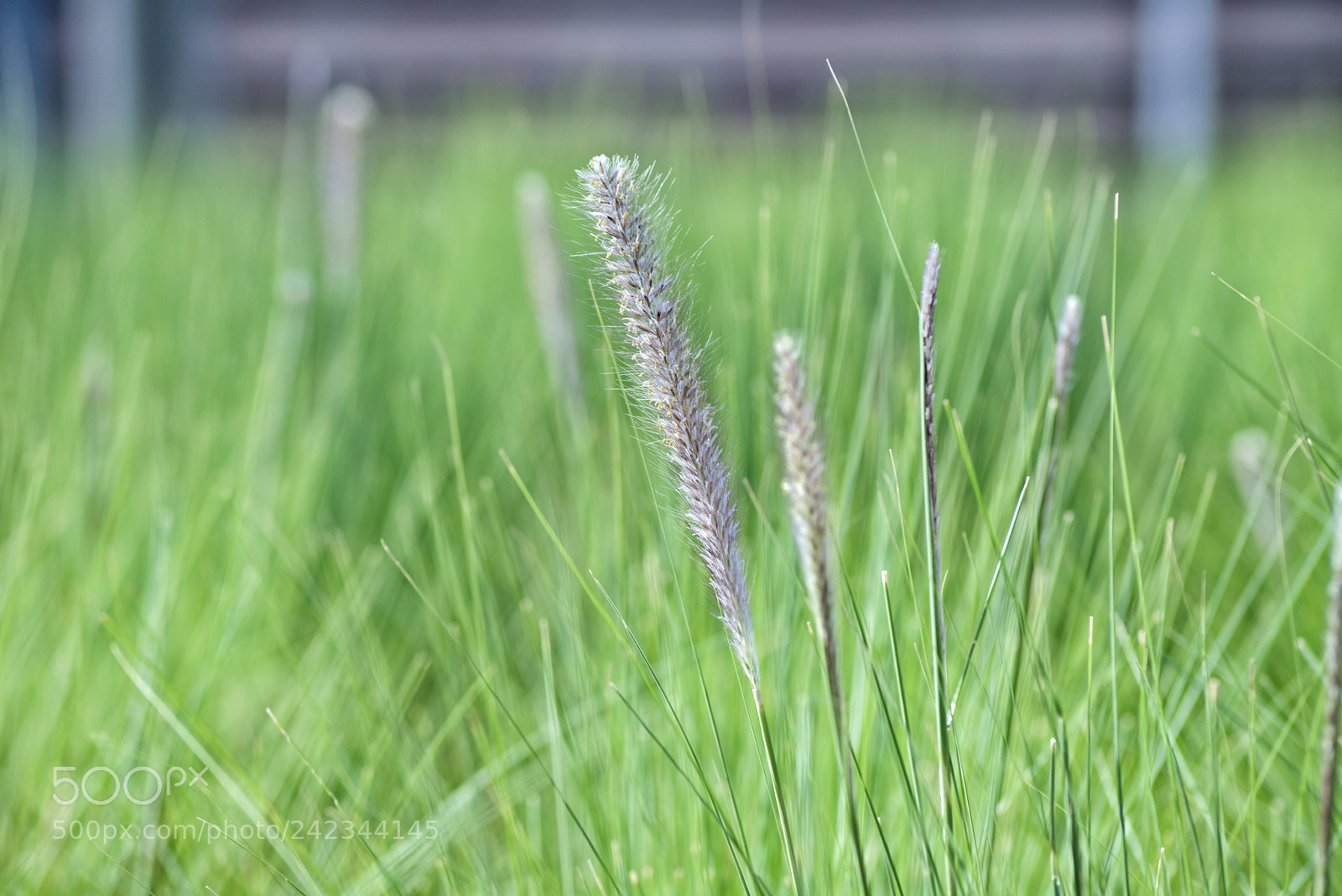 Nikon D800 sample photo. Green. photography