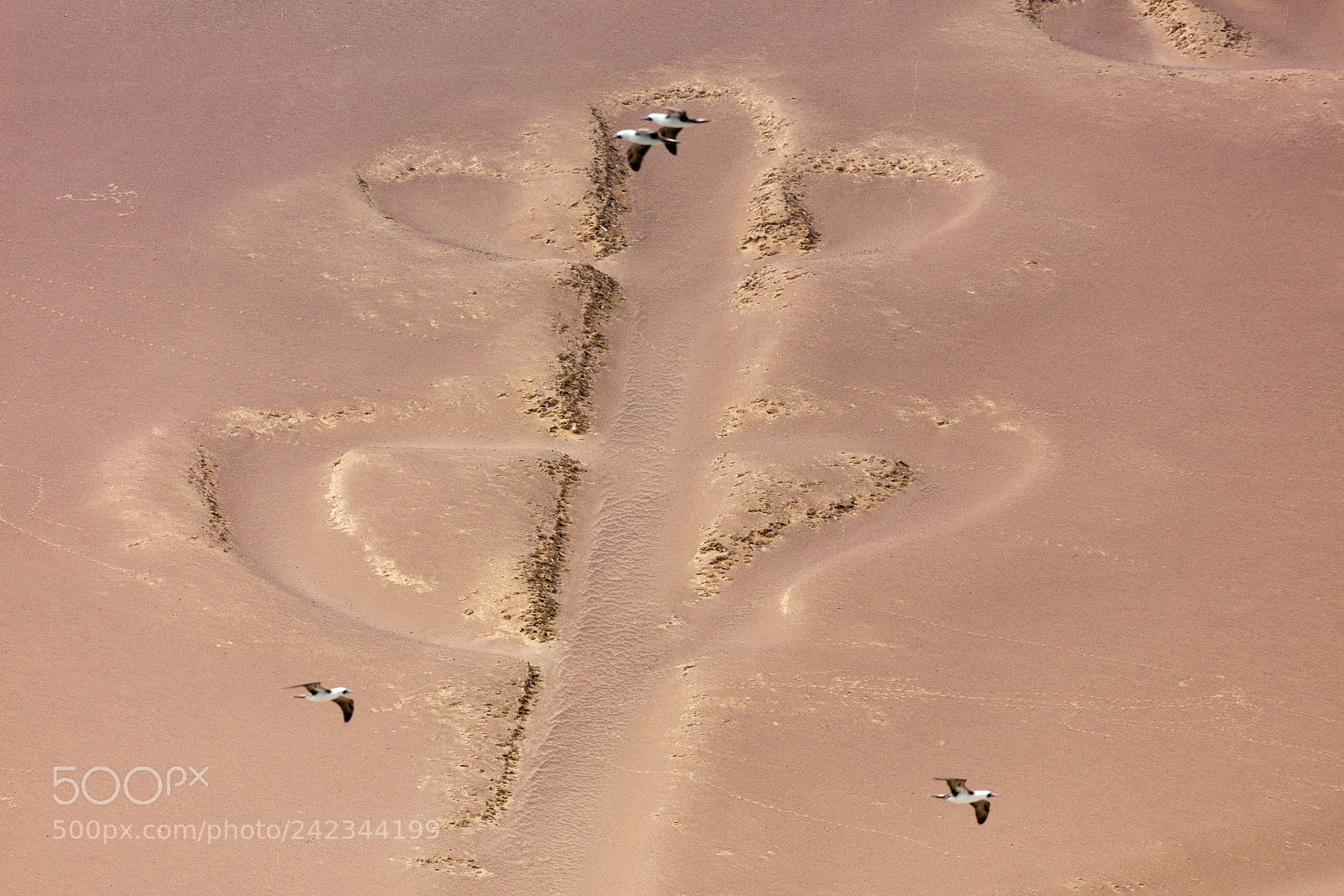 Canon EOS 5DS R sample photo. Ballestas candelabrum mark photography