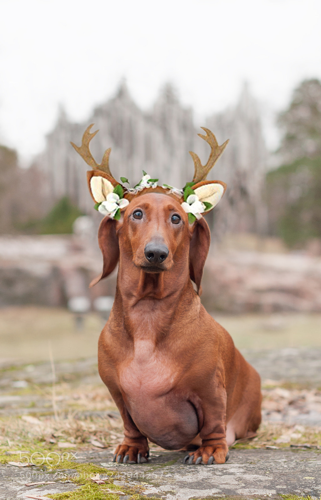Nikon D5000 sample photo. Reindee...dog photography