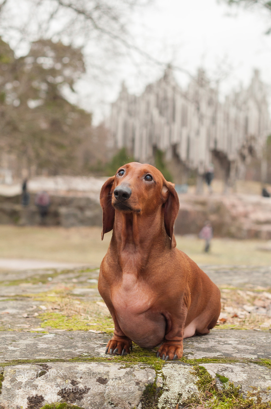 Nikon D5000 sample photo. Foxhund photography