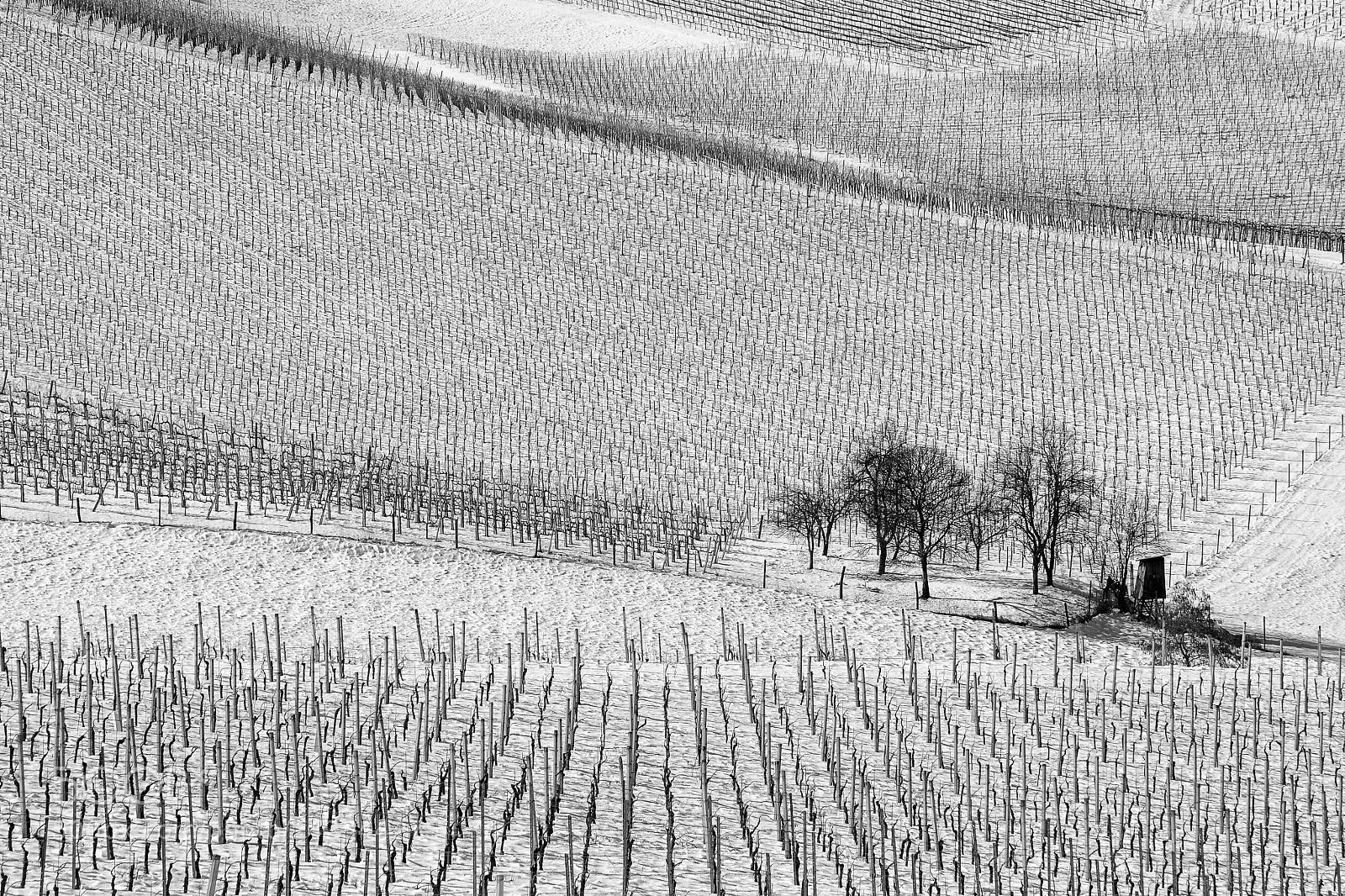 Nikon D7100 sample photo. Vineyards photography