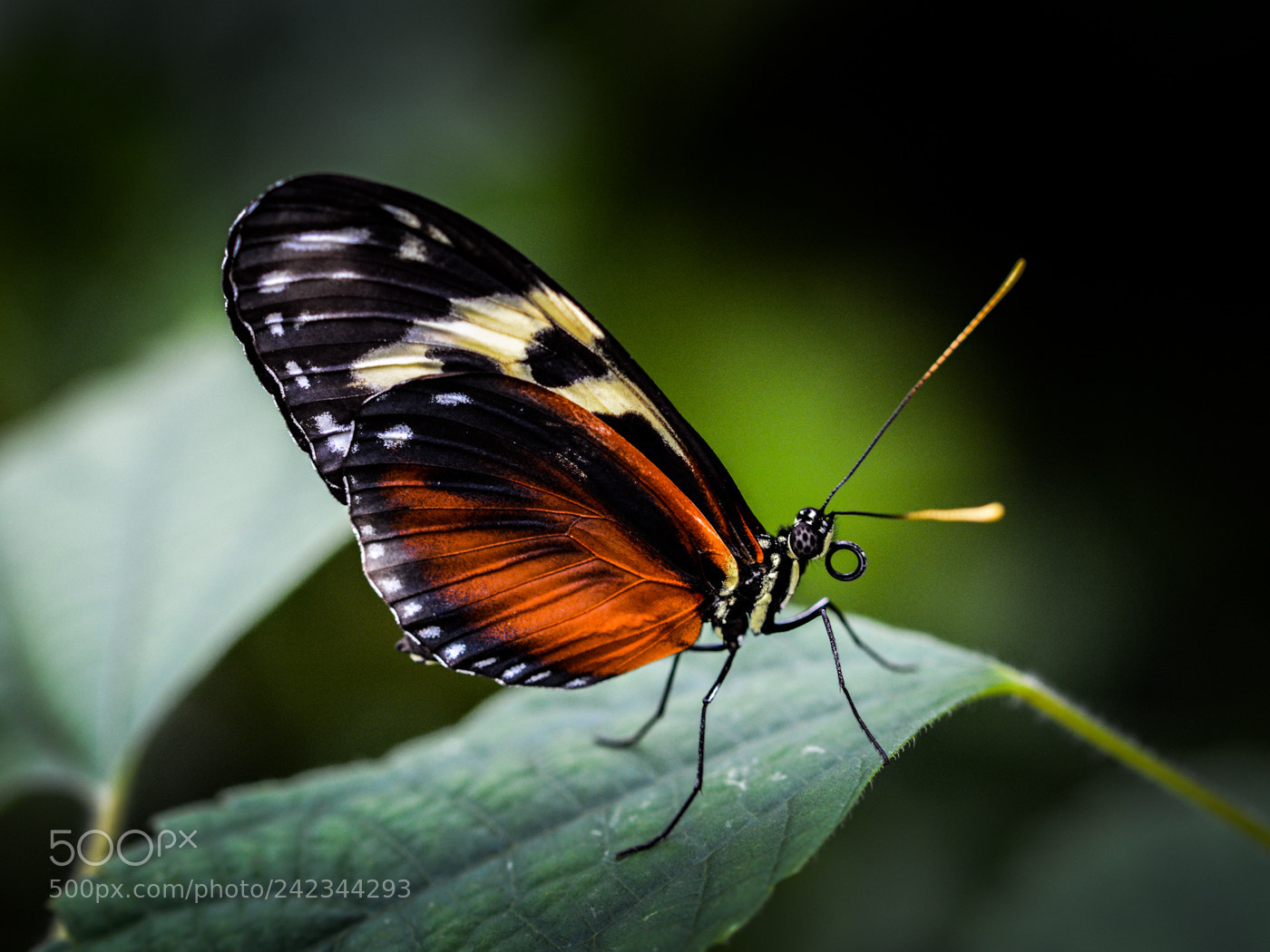 Nikon D7100 sample photo. Zuileka butterfly (of ) copy photography