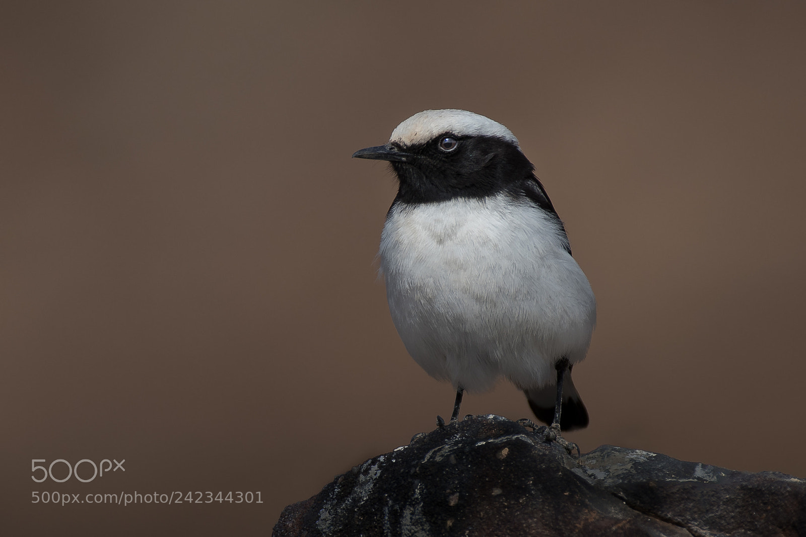 Nikon D500 sample photo. Mourning wheatear photography