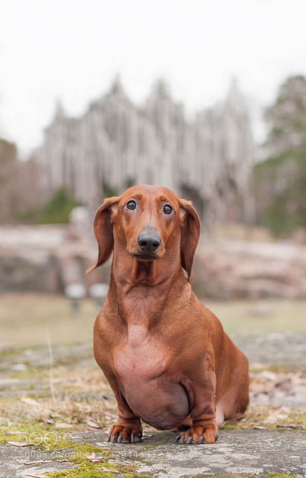Nikon D5000 sample photo. Foxhund_04 photography