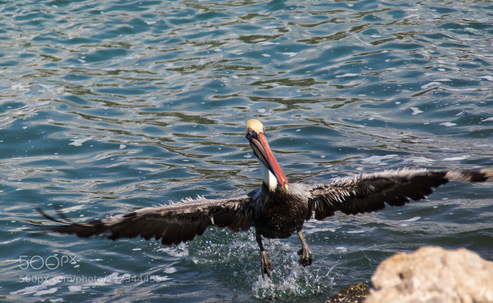 Canon EOS 7D Mark II sample photo. Rough landing photography