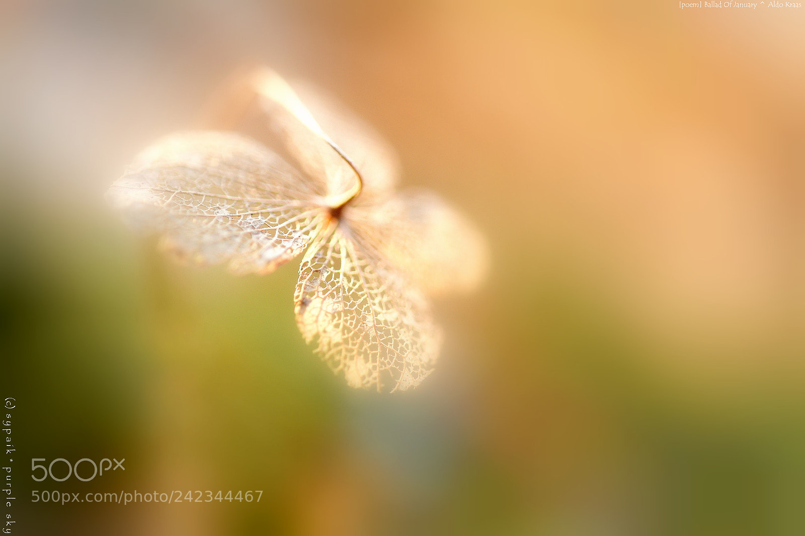 Nikon AF-S Micro-Nikkor 60mm F2.8G ED sample photo. Ballad of january *** photography